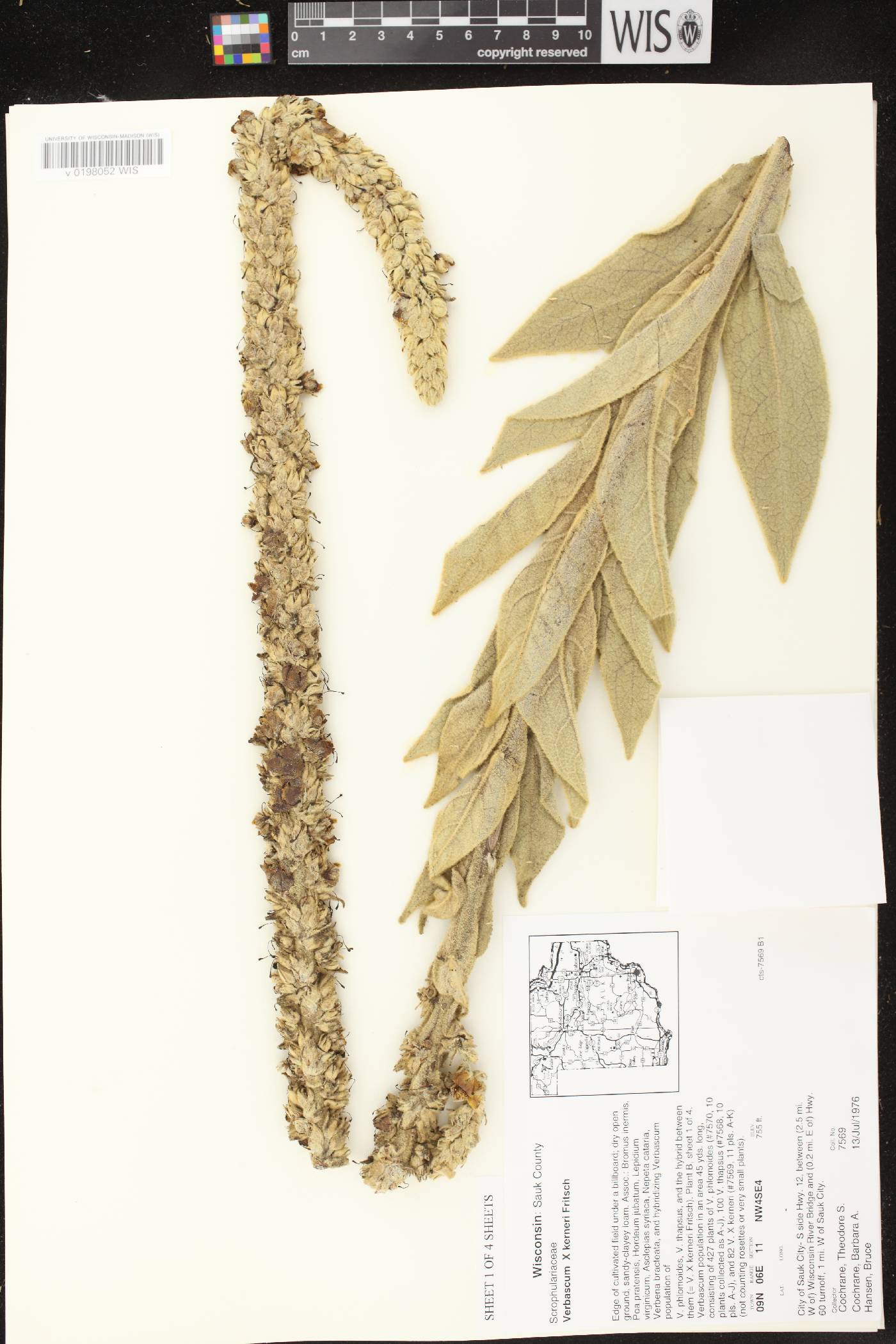 Verbascum X kerneri image