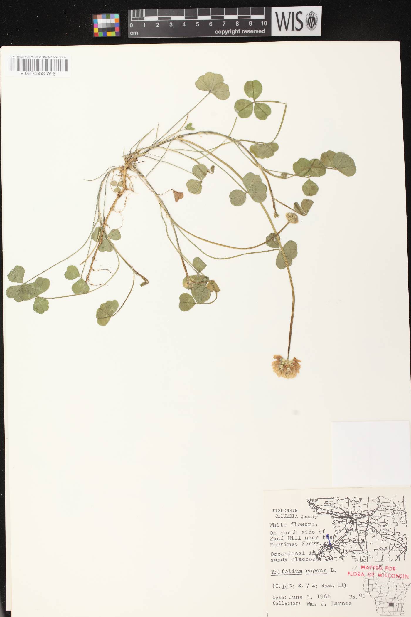 Trifolium repens image
