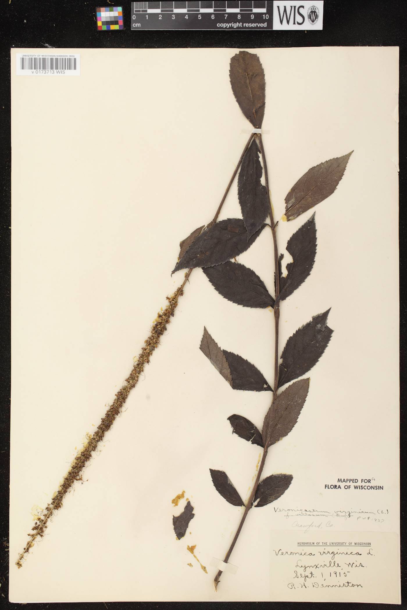 Veronicastrum virginicum image