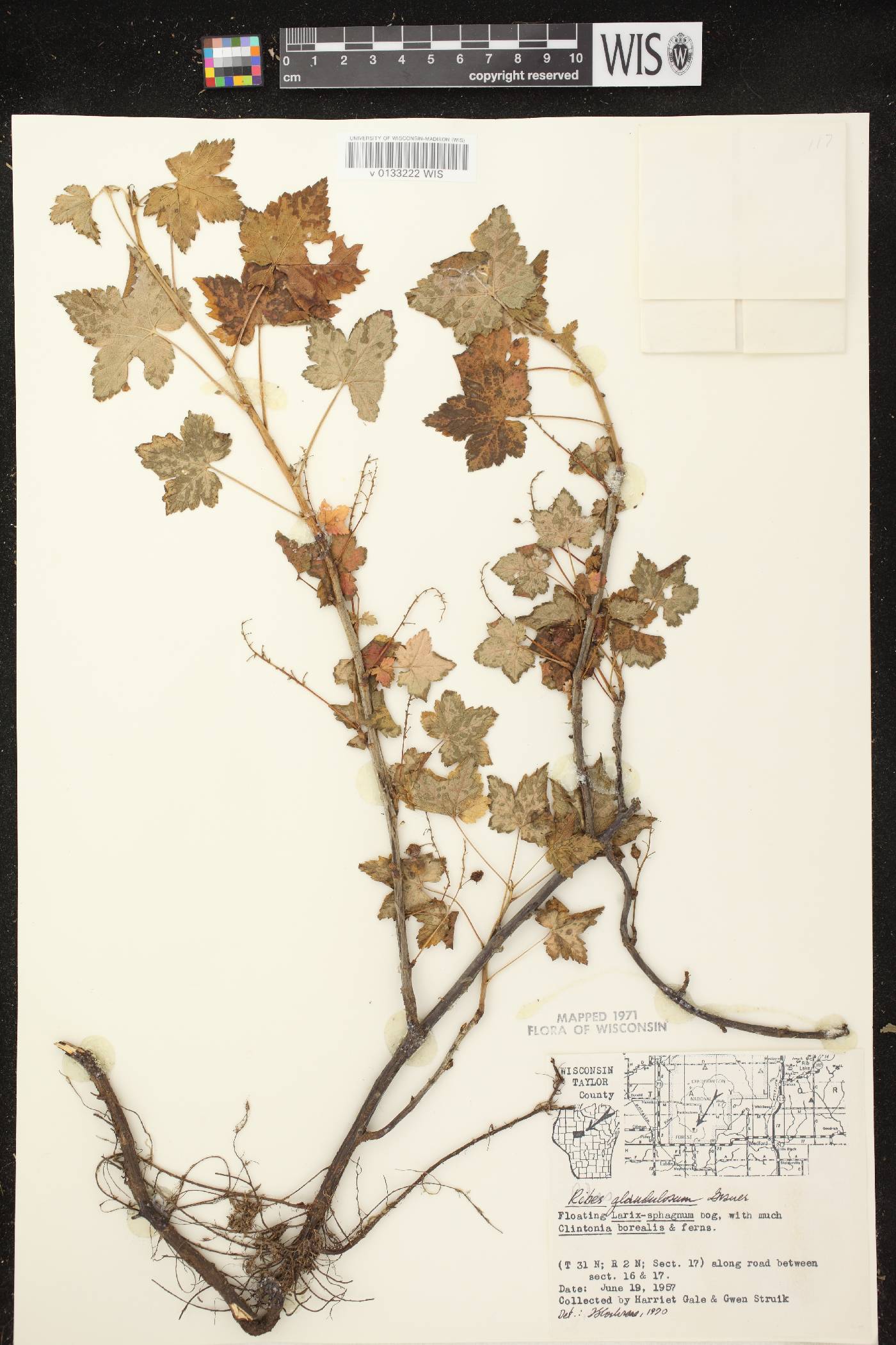 Ribes glandulosum image