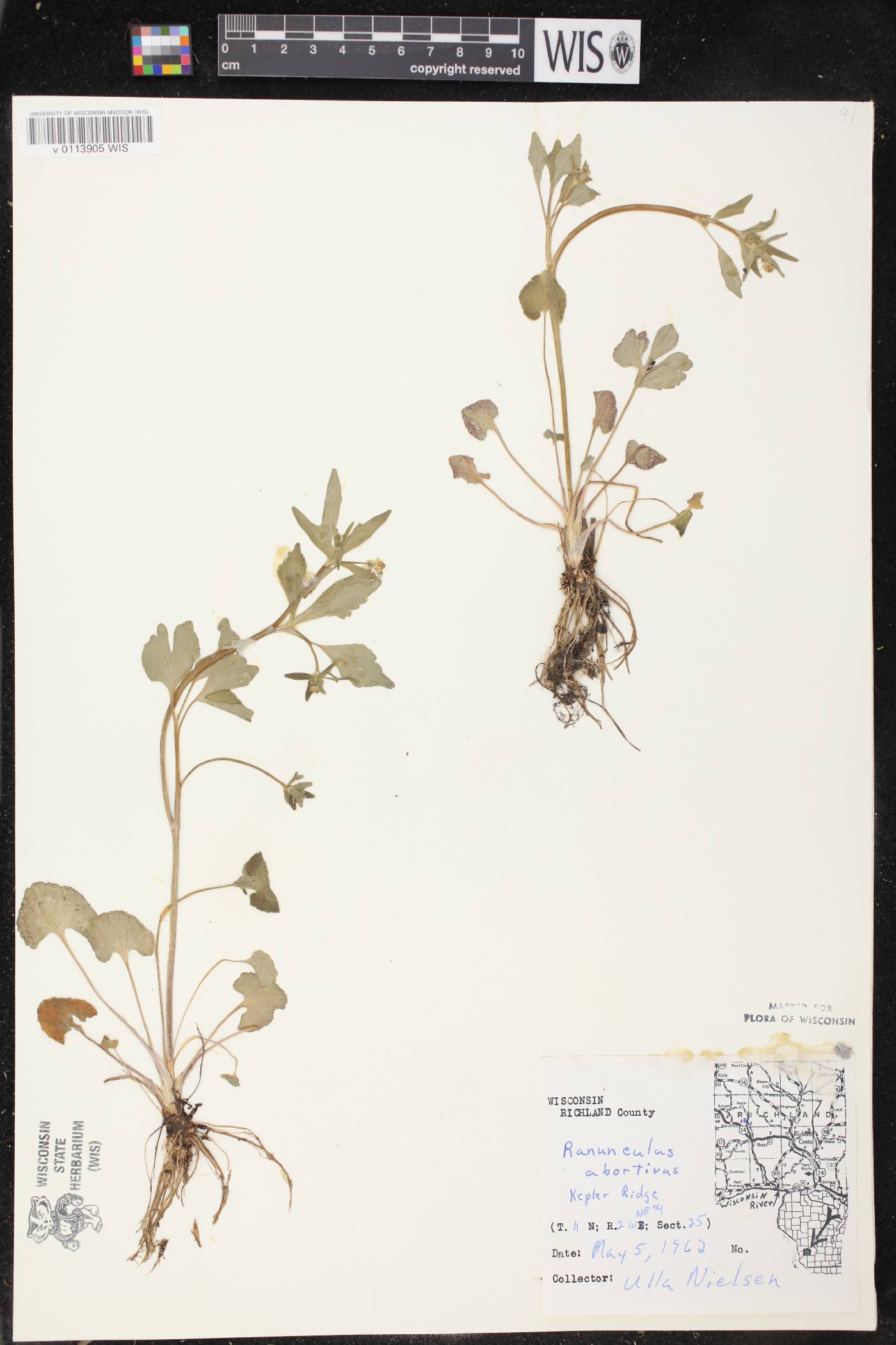 Ranunculus abortivus image