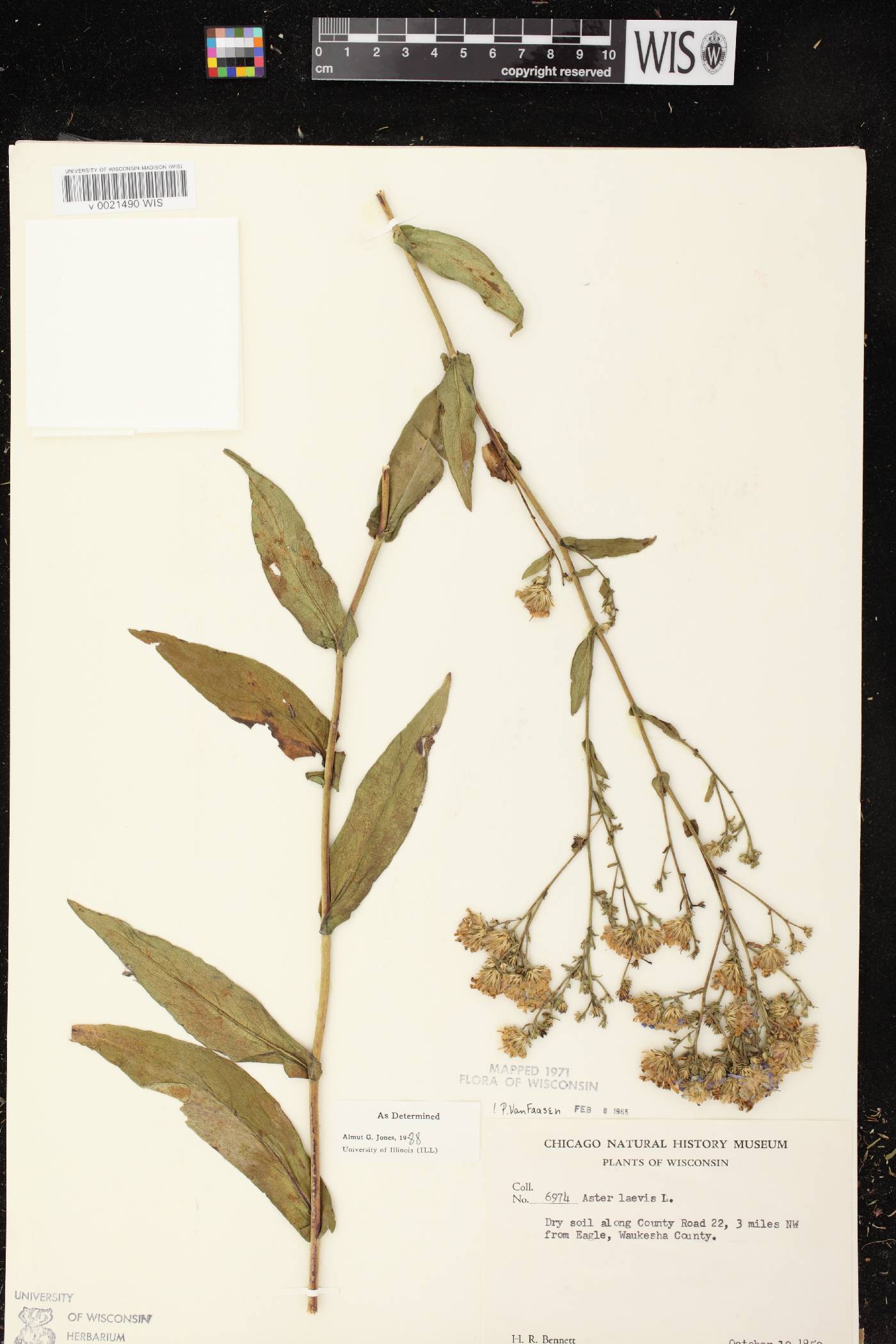 Symphyotrichum laeve var. laeve image