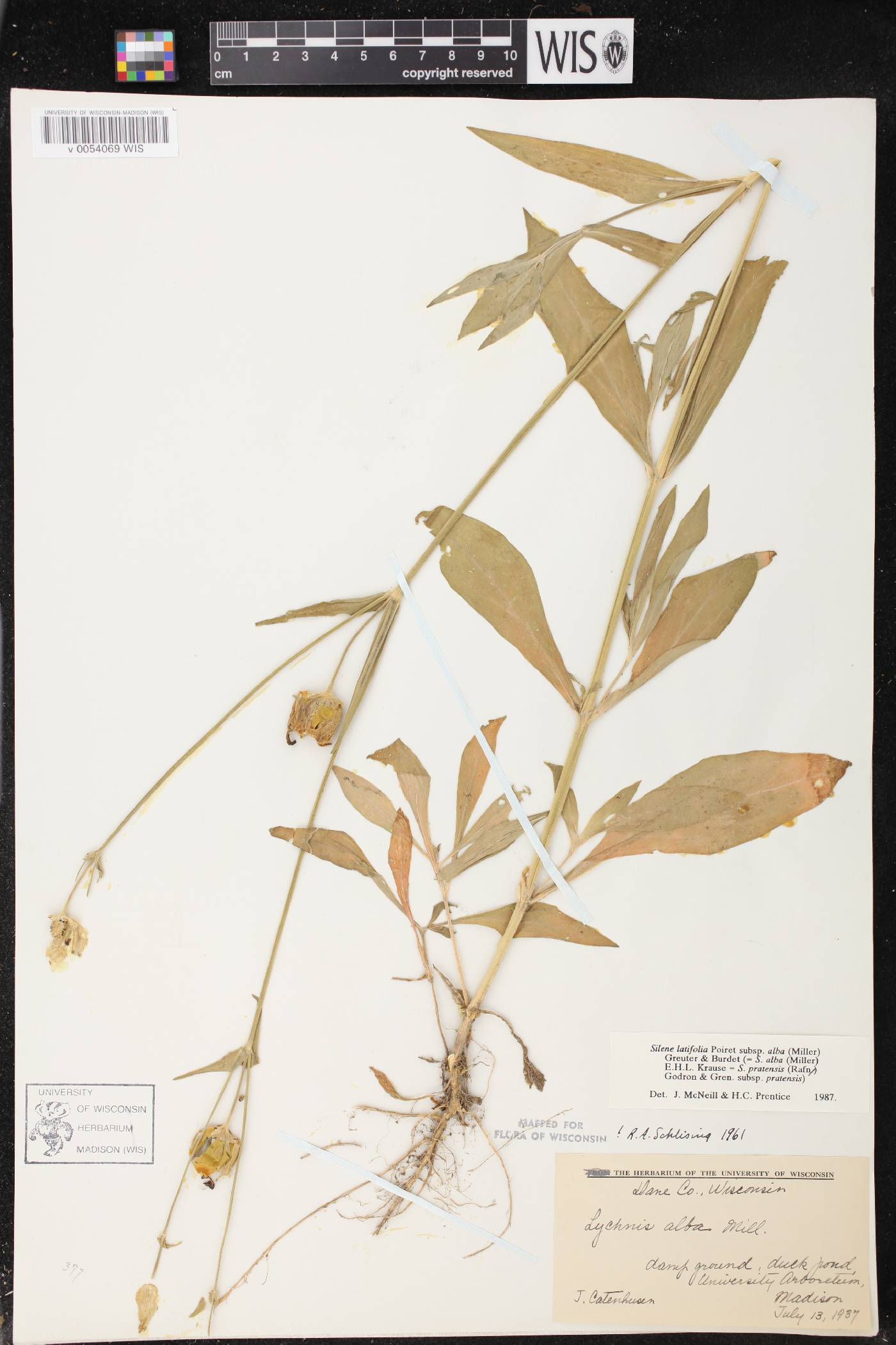Silene latifolia image
