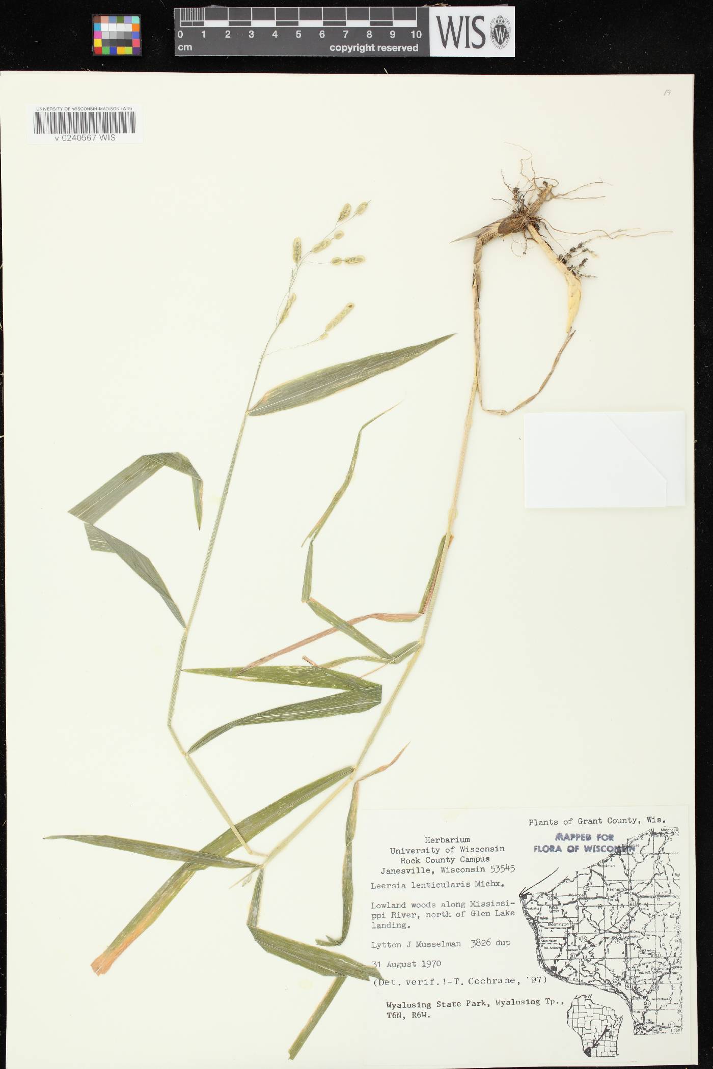 Leersia lenticularis image