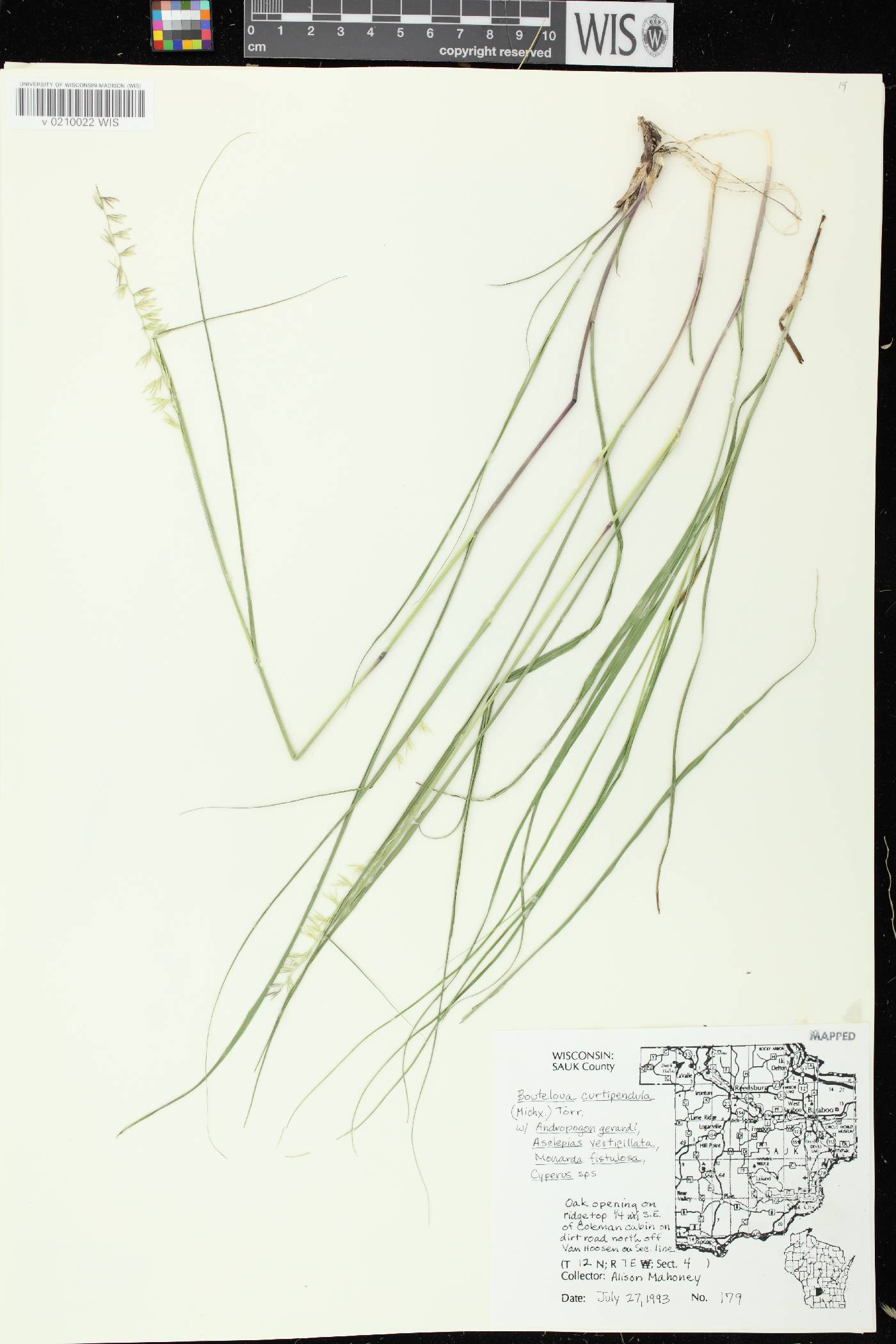 Bouteloua curtipendula image