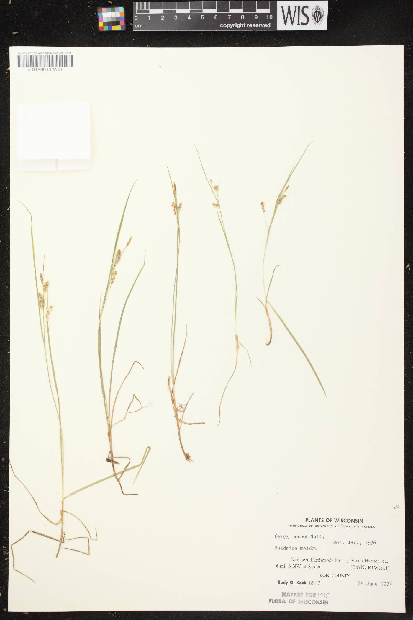 Carex aurea image
