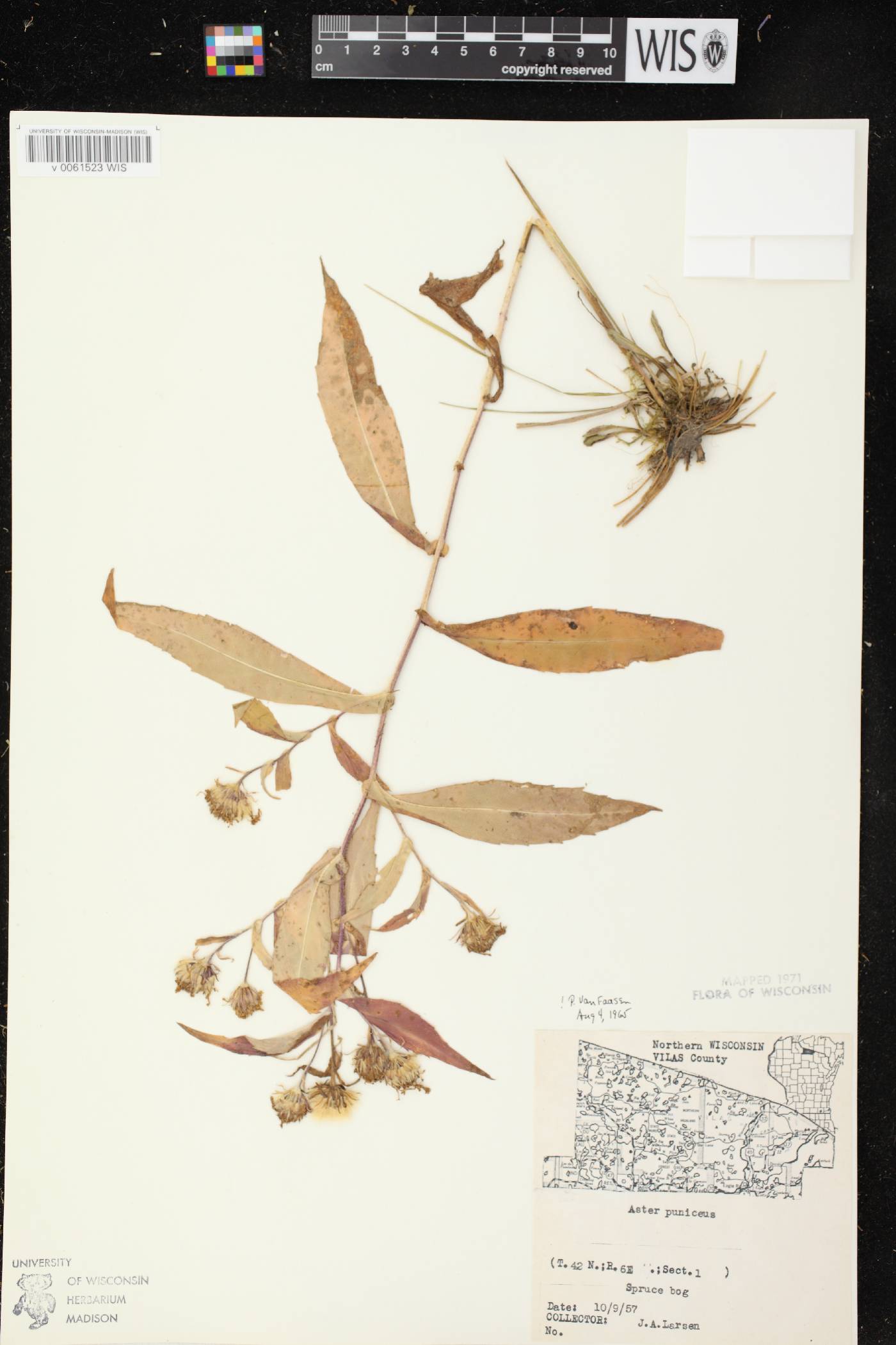 Symphyotrichum puniceum image
