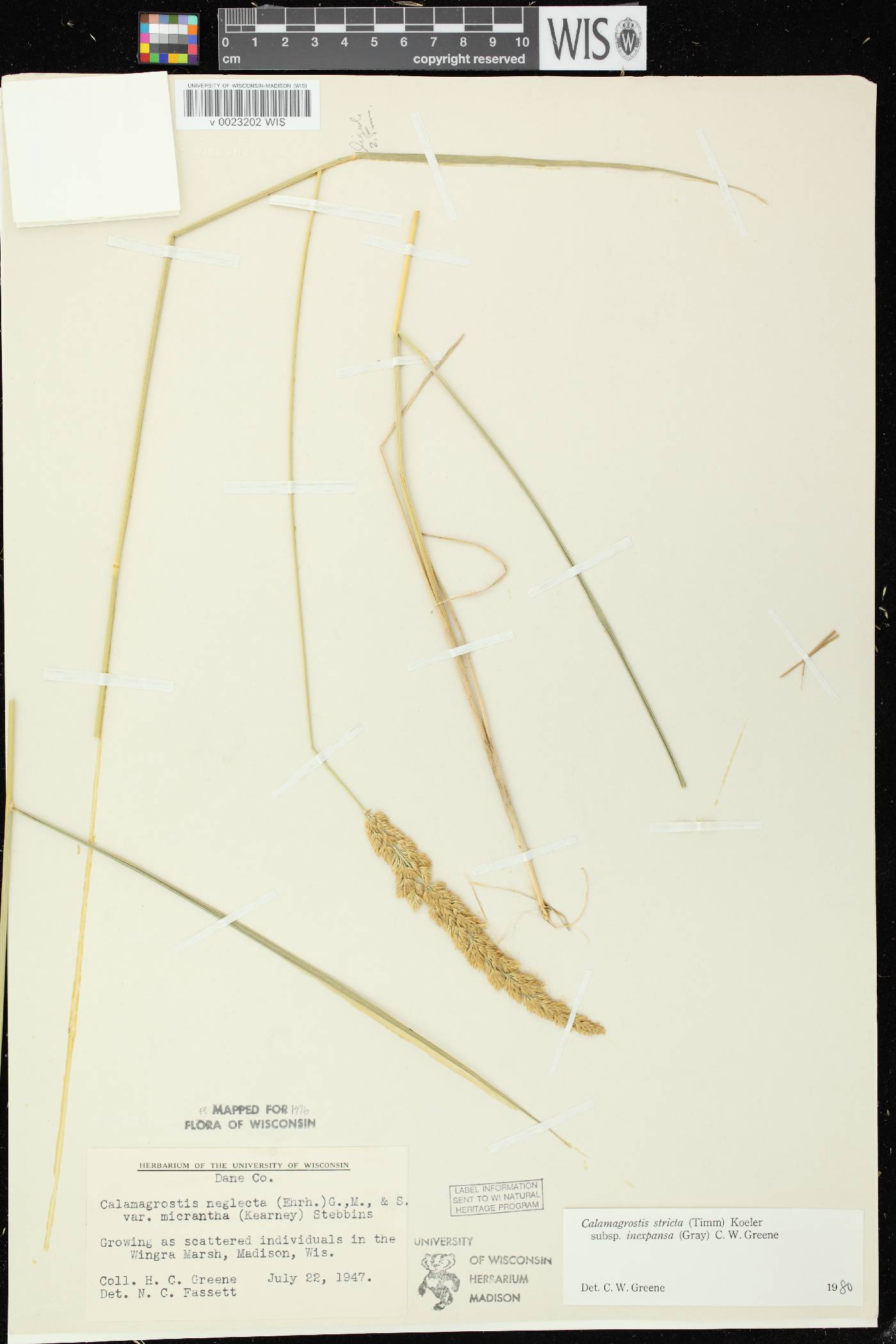 Calamagrostis stricta image