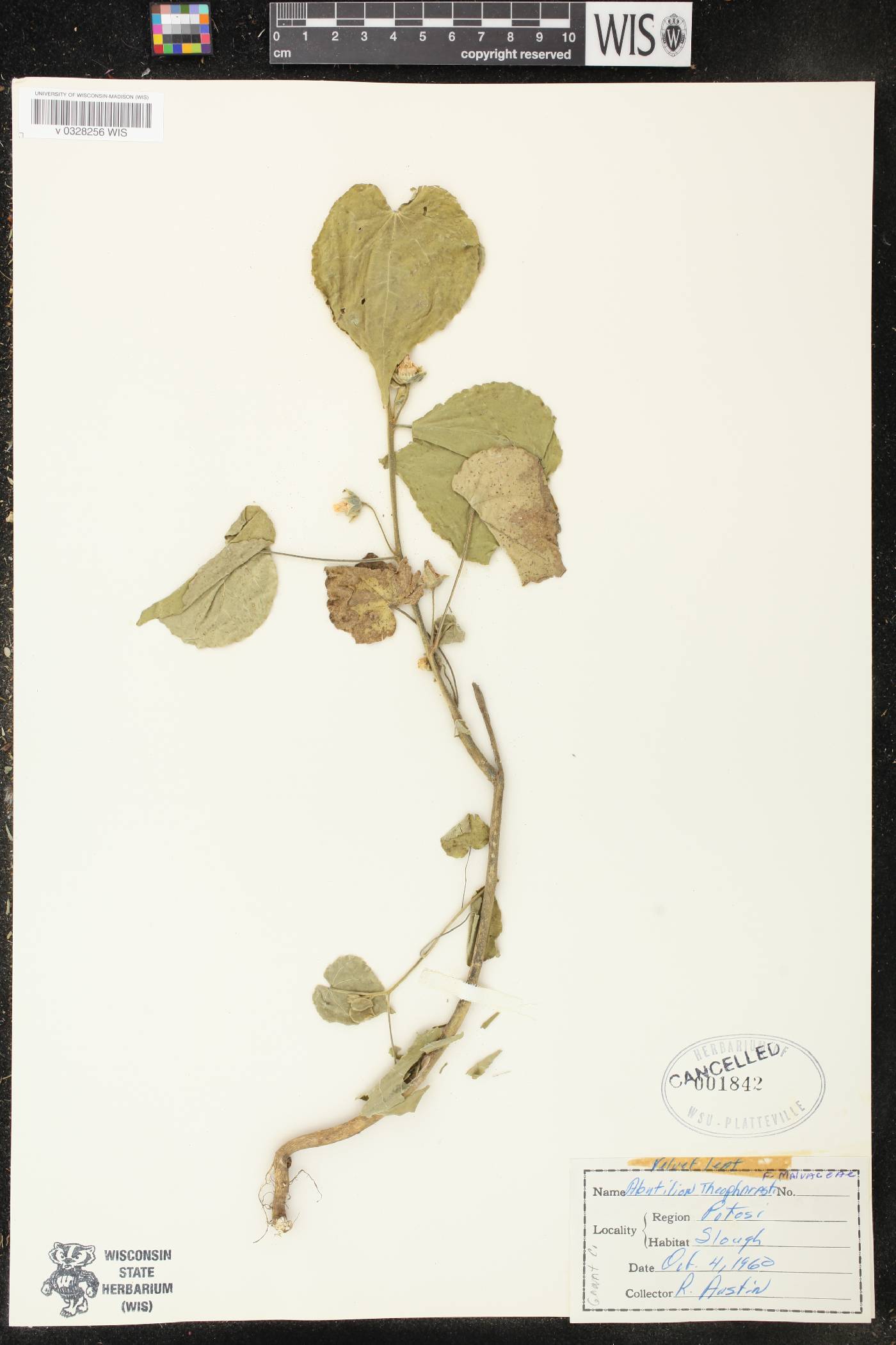 Abutilon theophrasti image