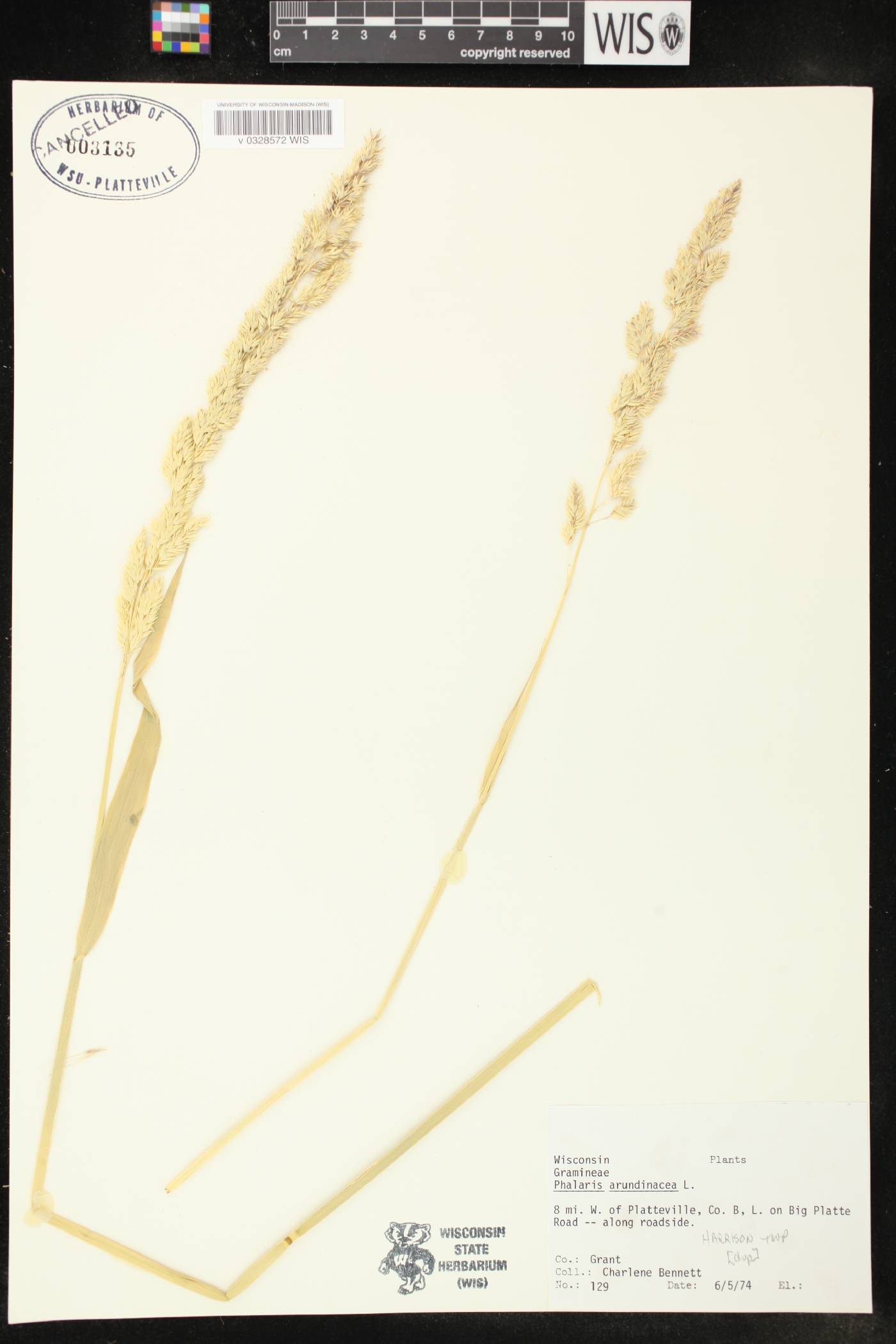 Phalaris arundinacea image