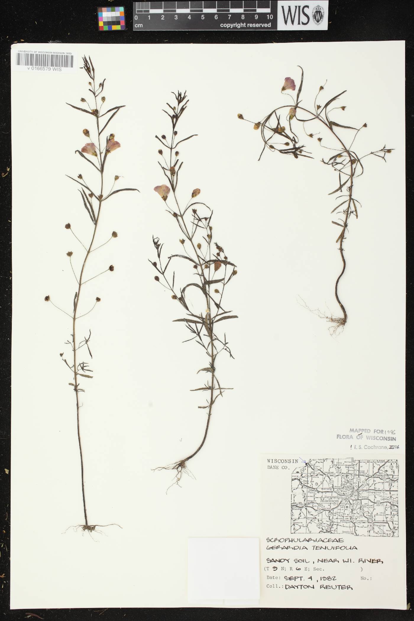 Agalinis tenuifolia image