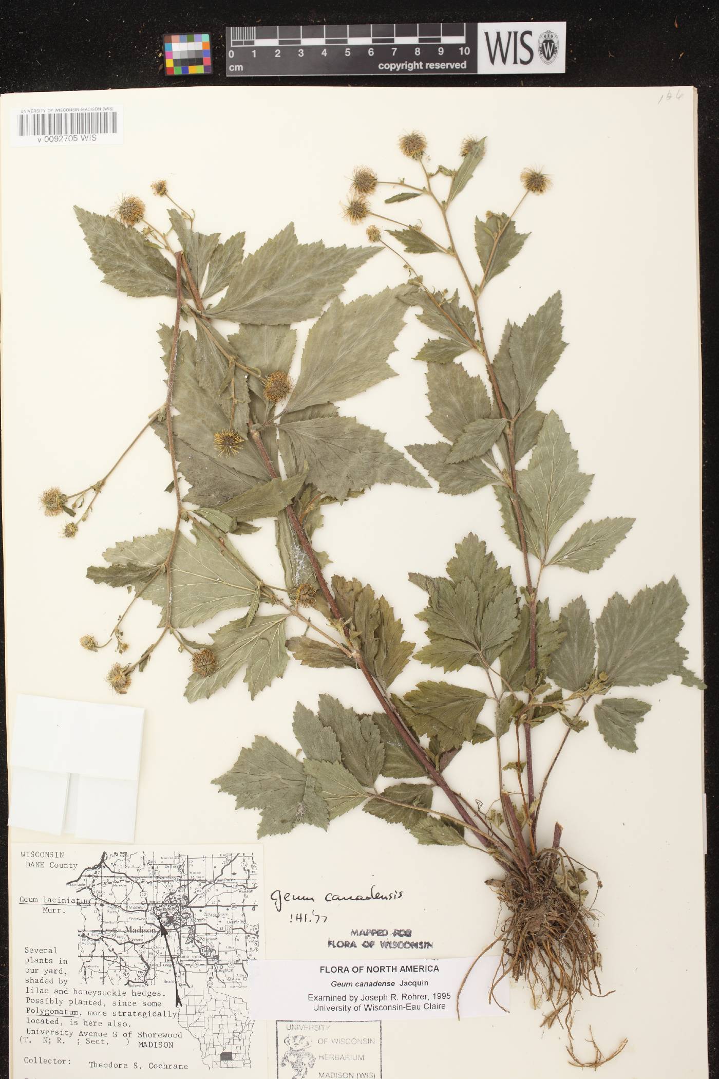 Geum canadense image