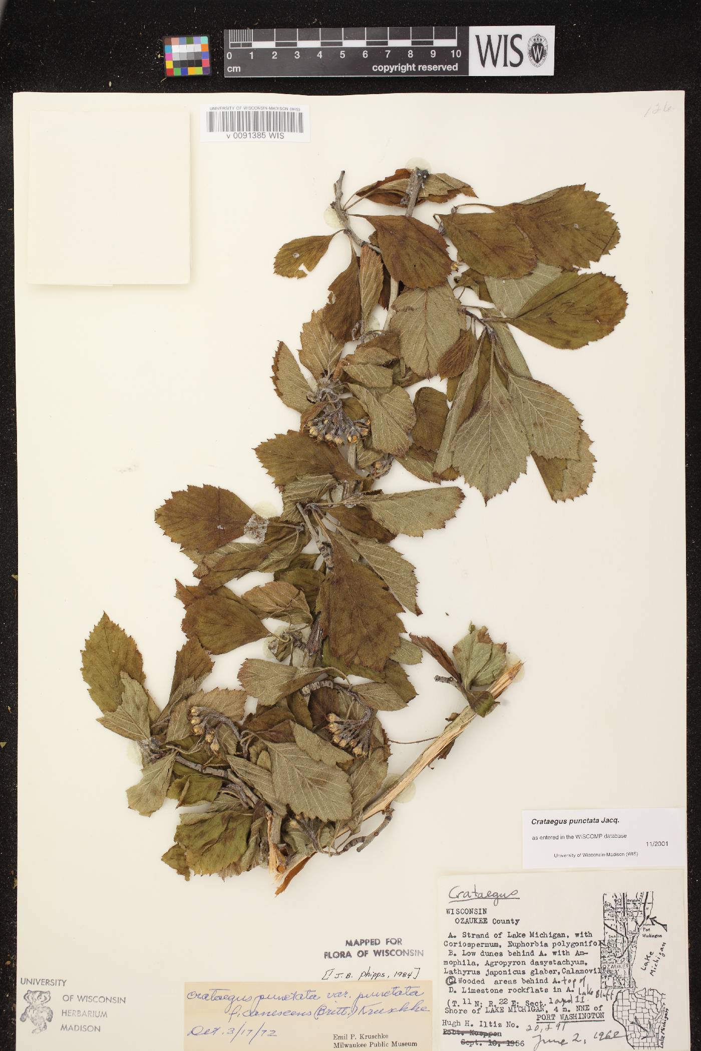 Crataegus punctata image