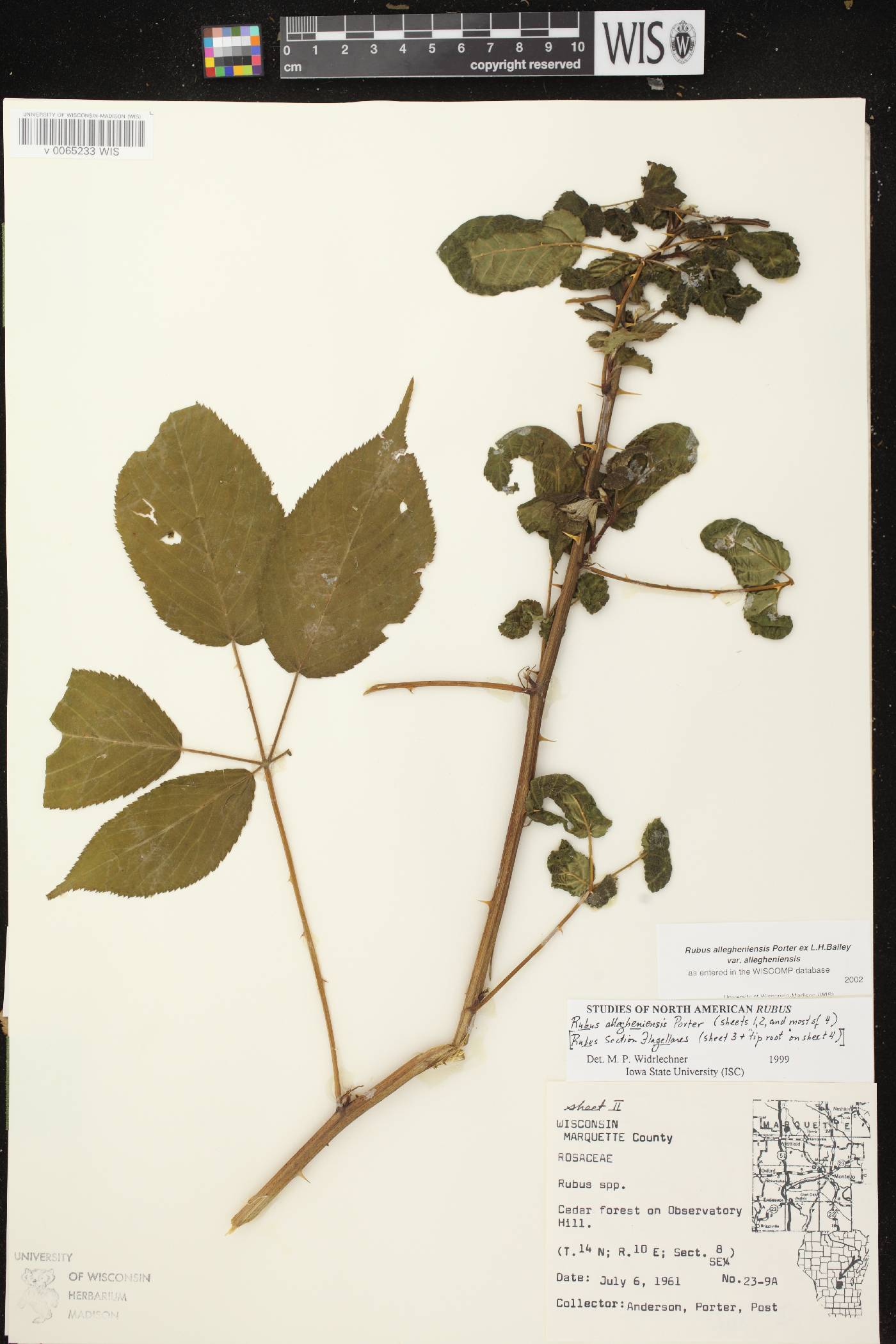 Rubus allegheniensis image