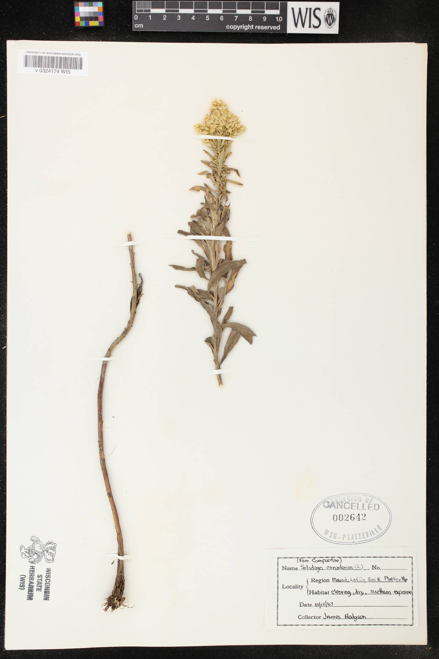 Solidago canadensis image