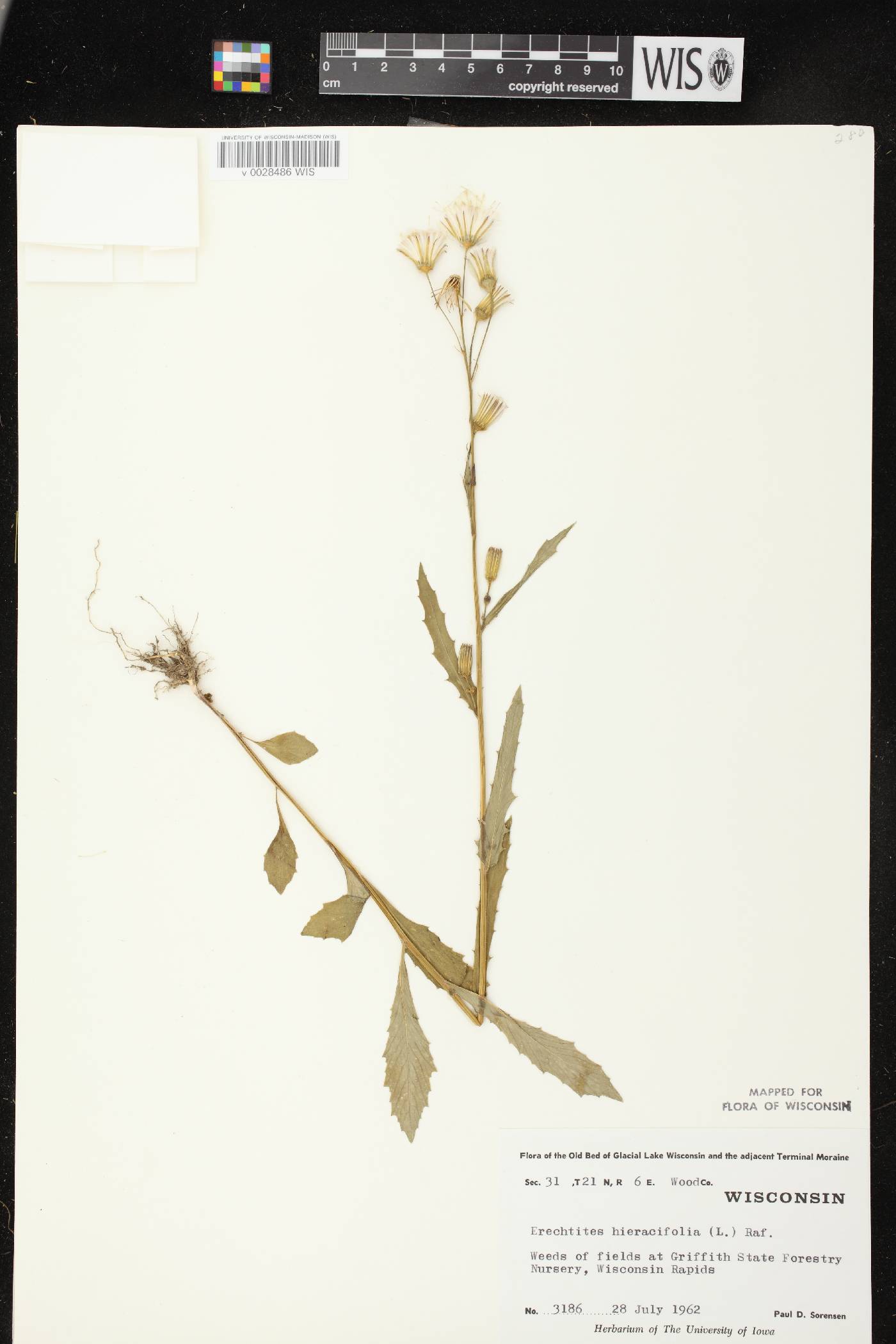 Erechtites hieracifolius image