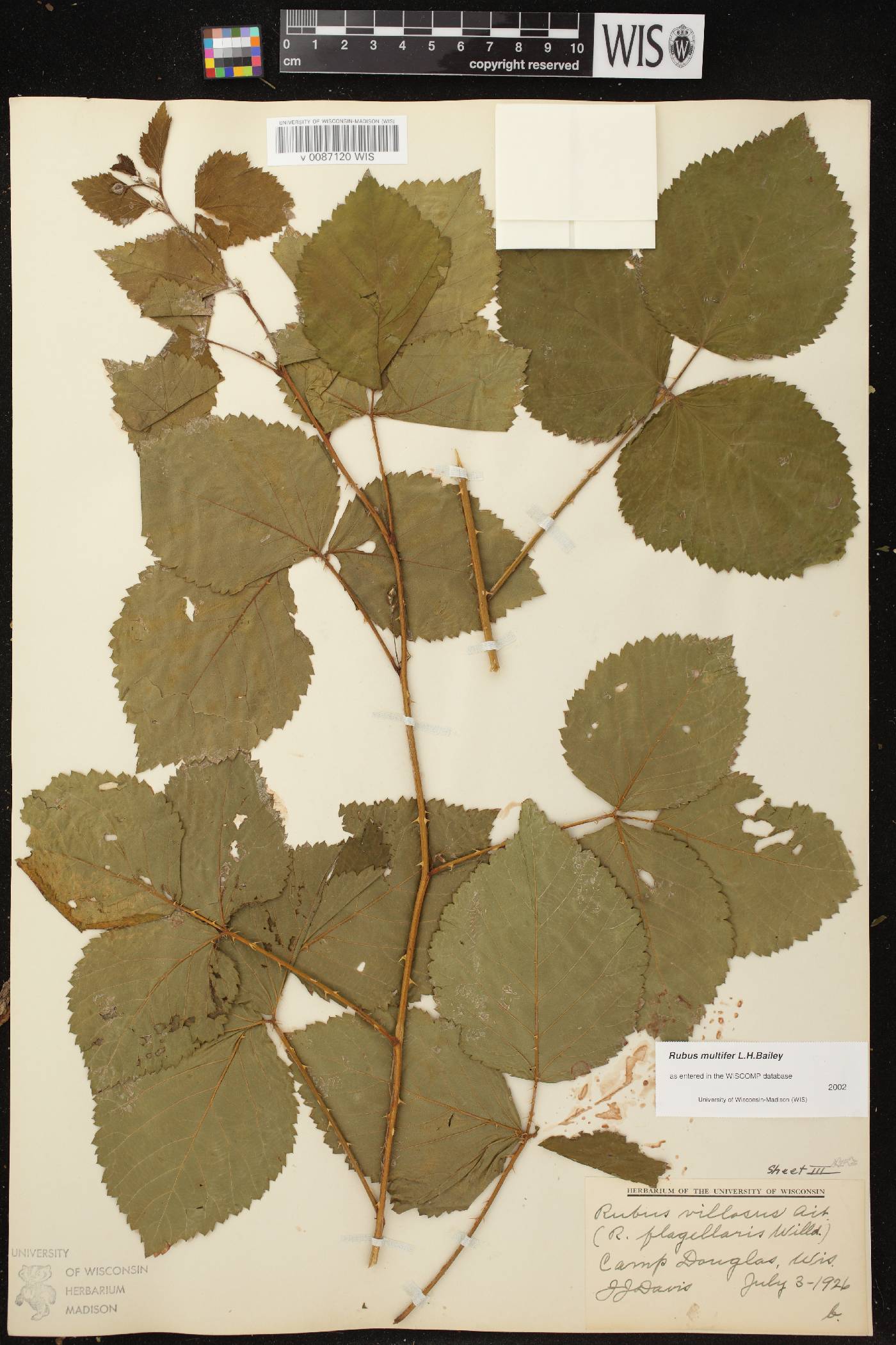 Rubus flagellaris image