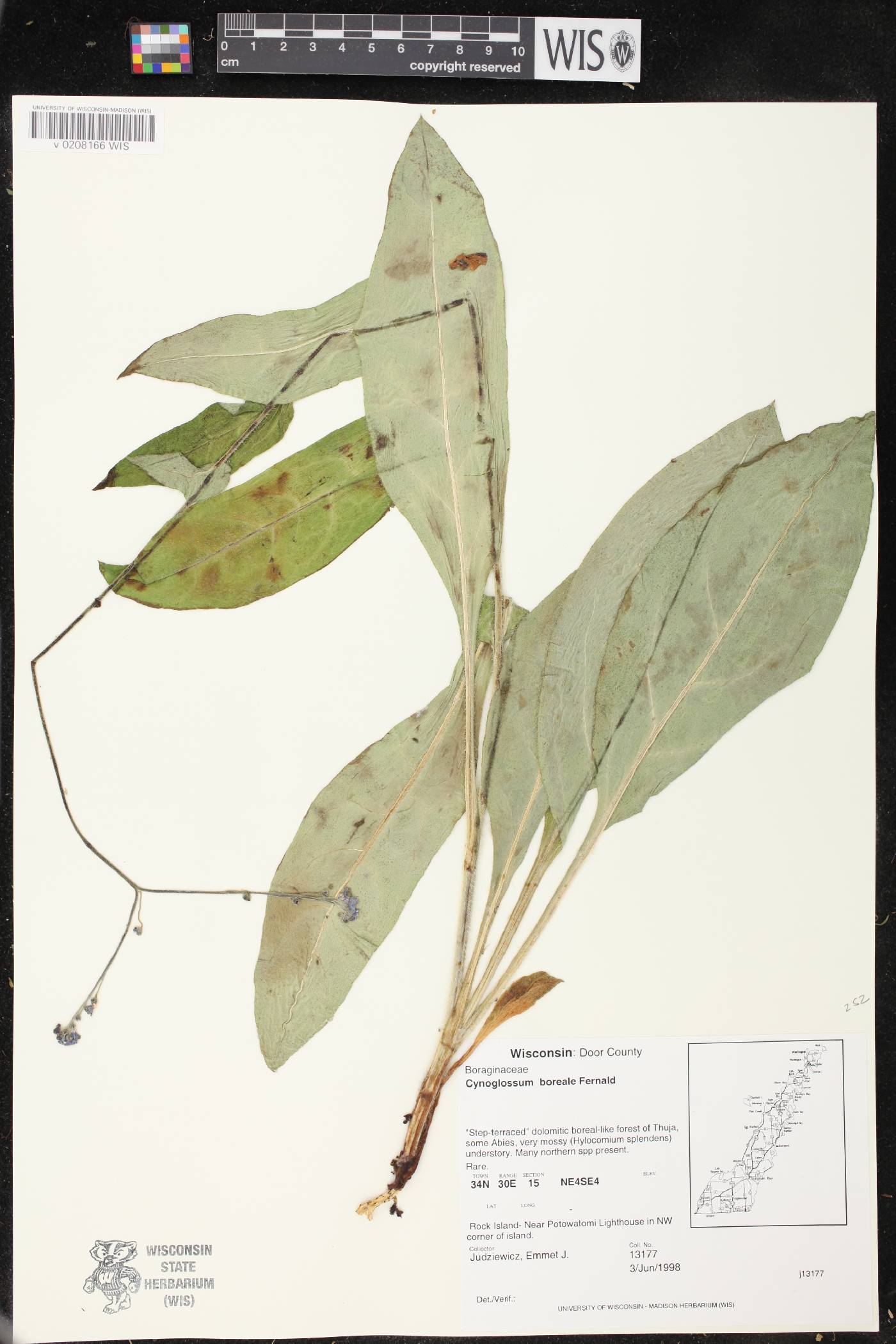 Cynoglossum boreale image