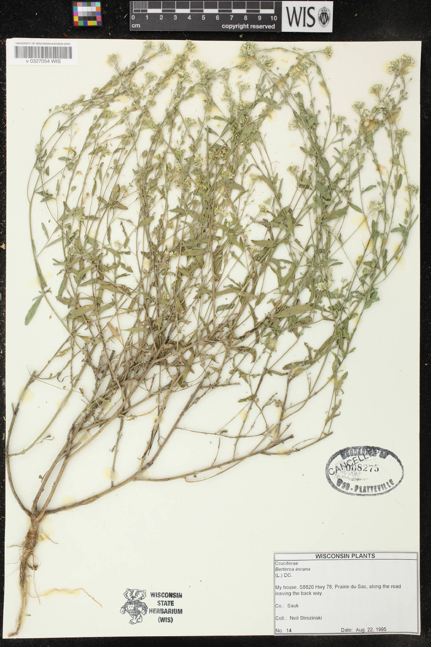 Berteroa incana image
