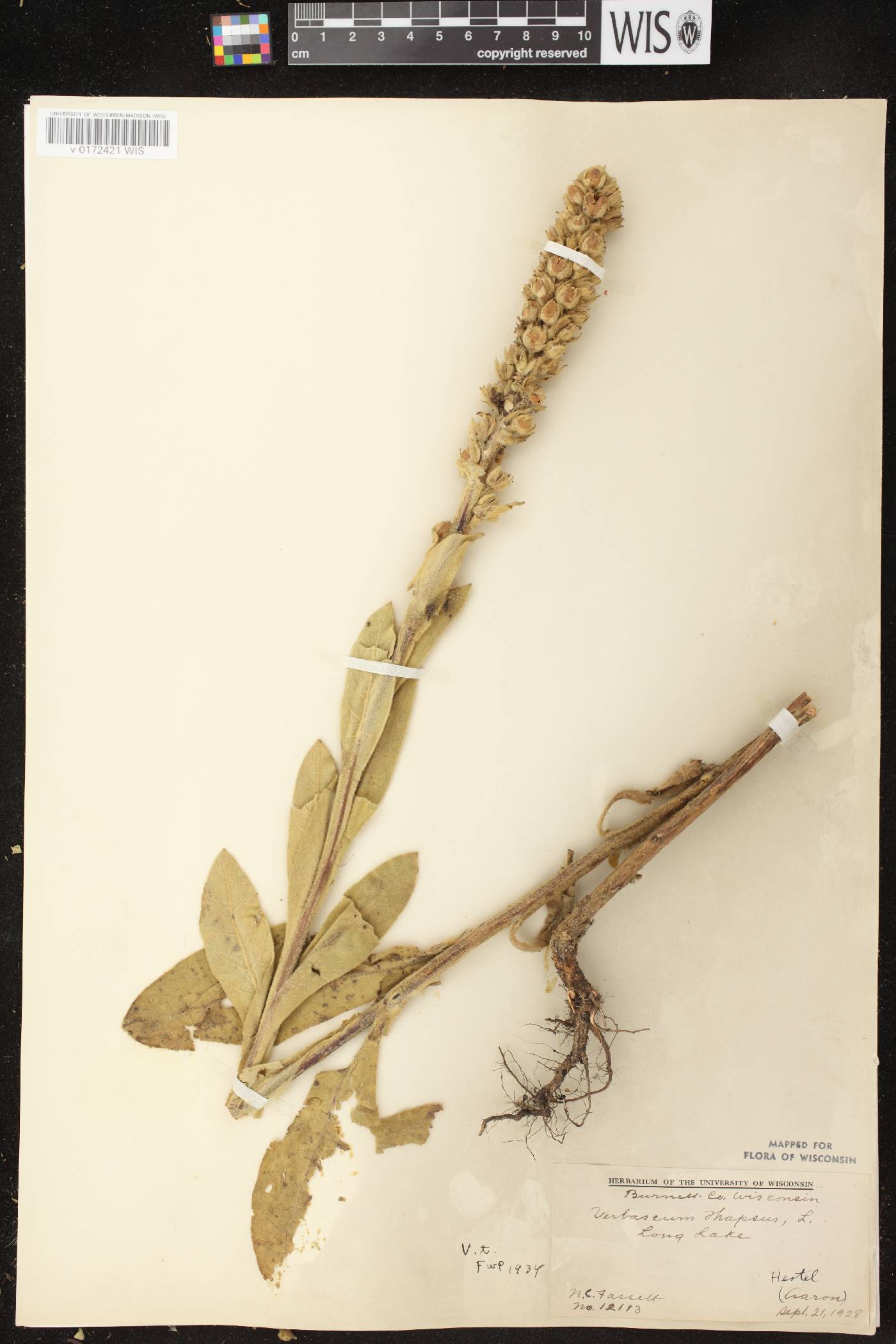 Verbascum thapsus image