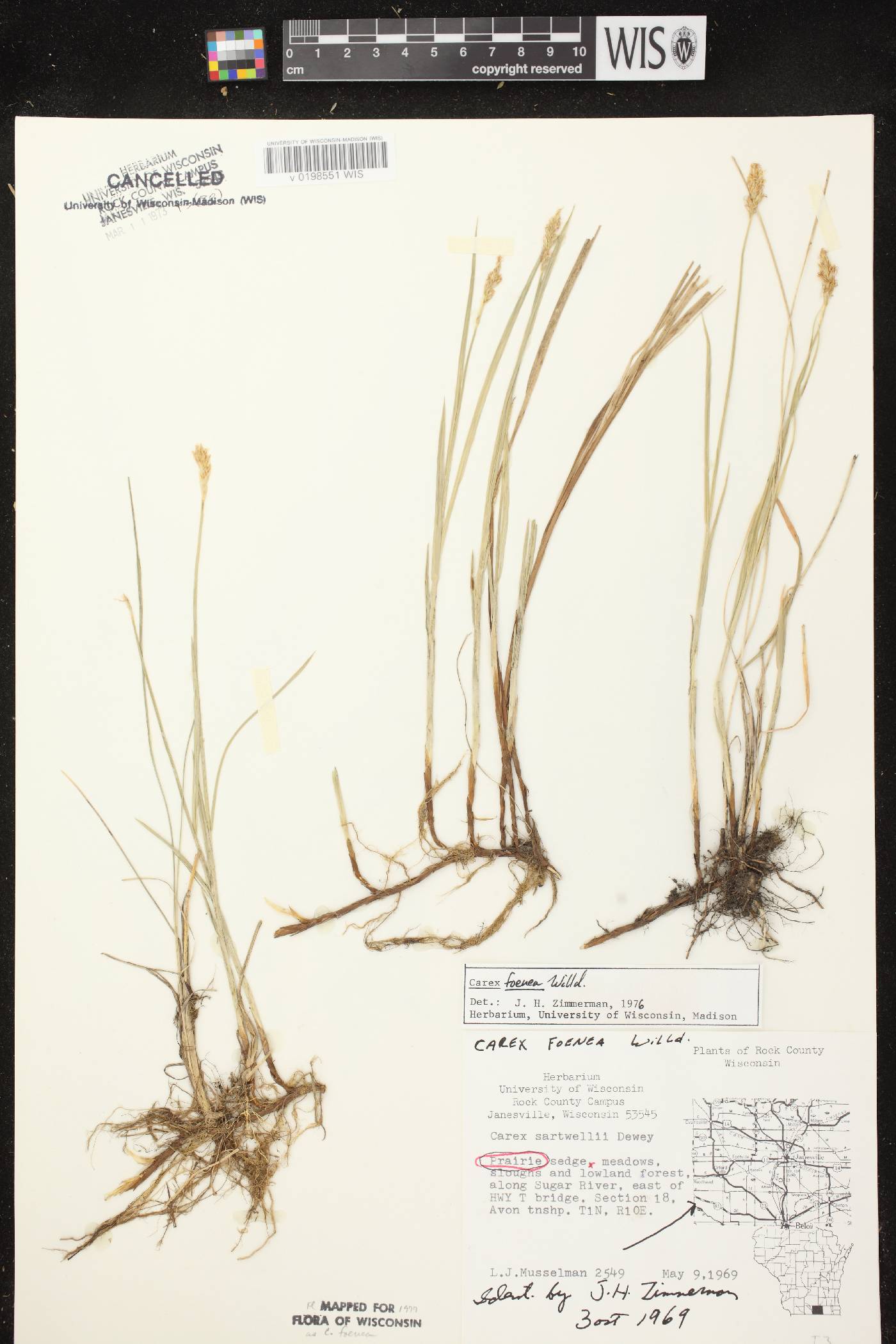 Carex siccata image
