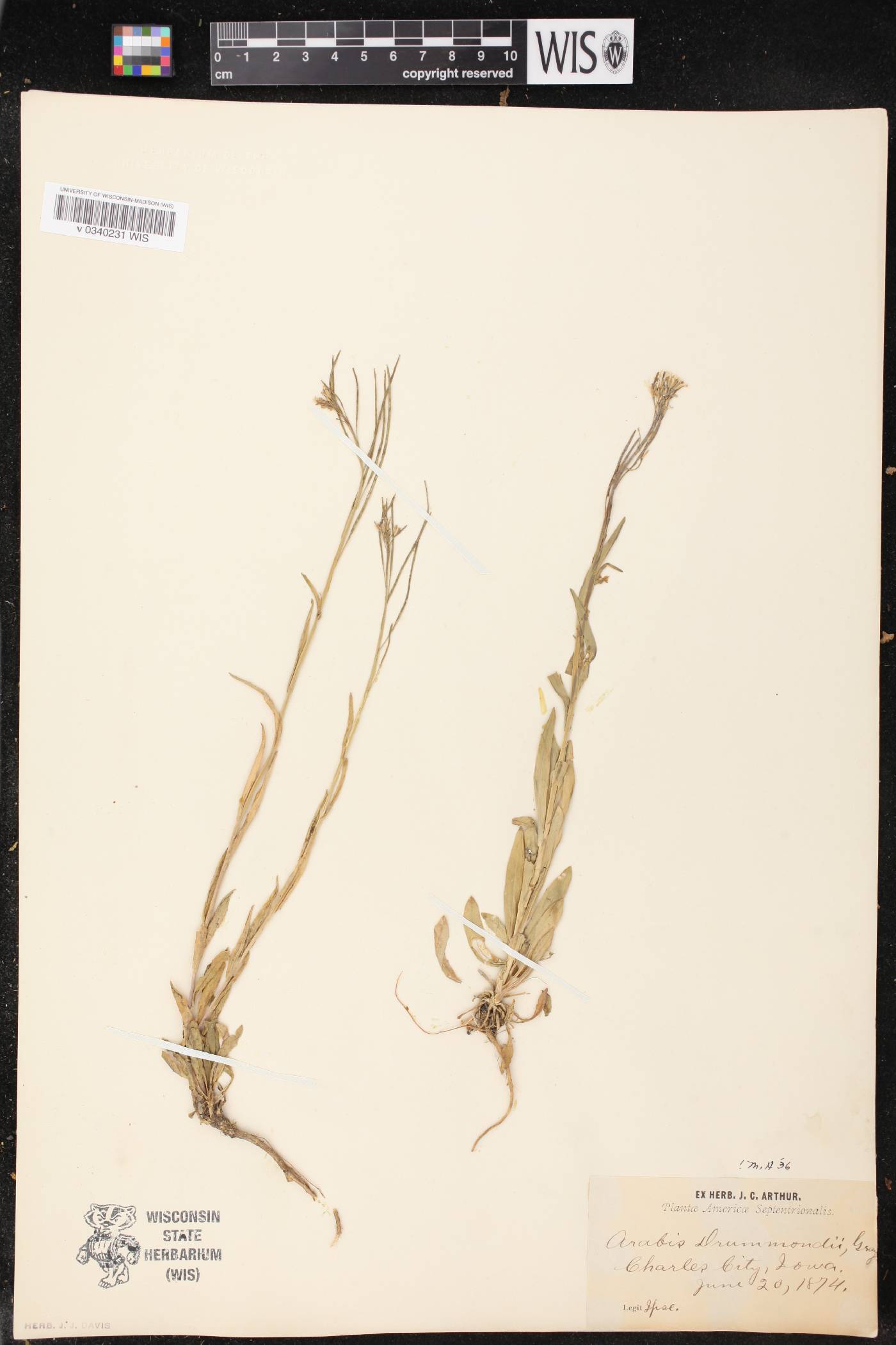 Boechera stricta image