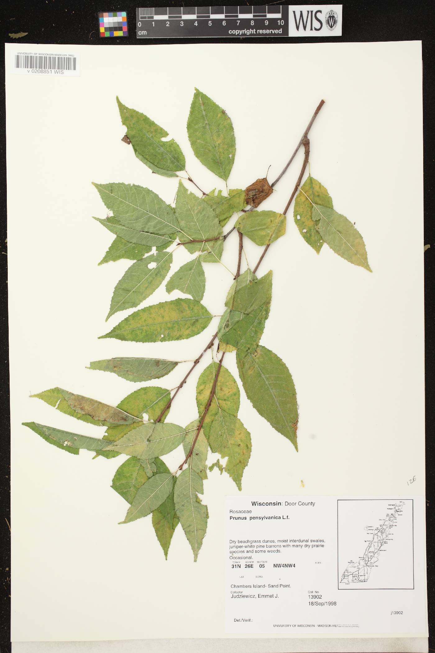 Prunus pensylvanica image
