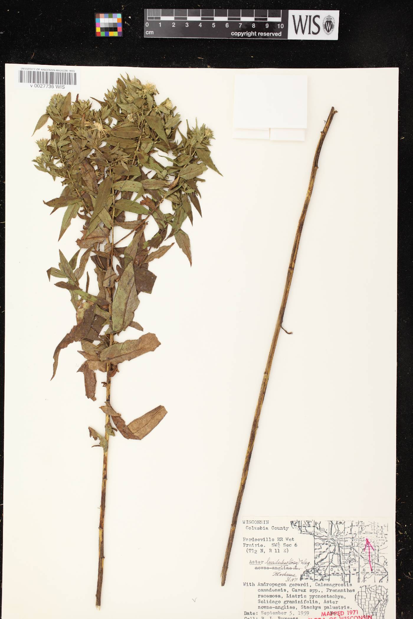 Symphyotrichum firmum image