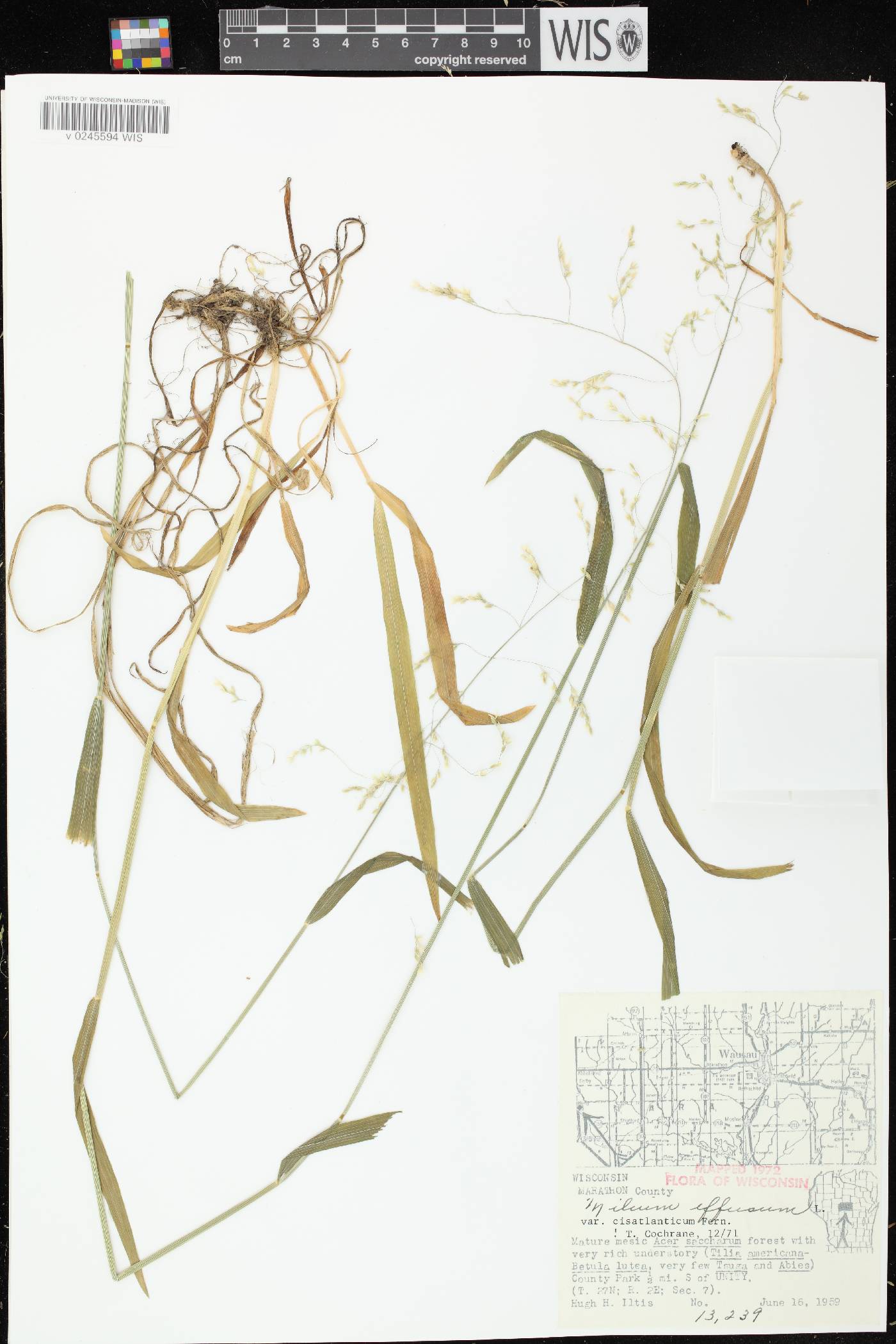 Milium effusum image