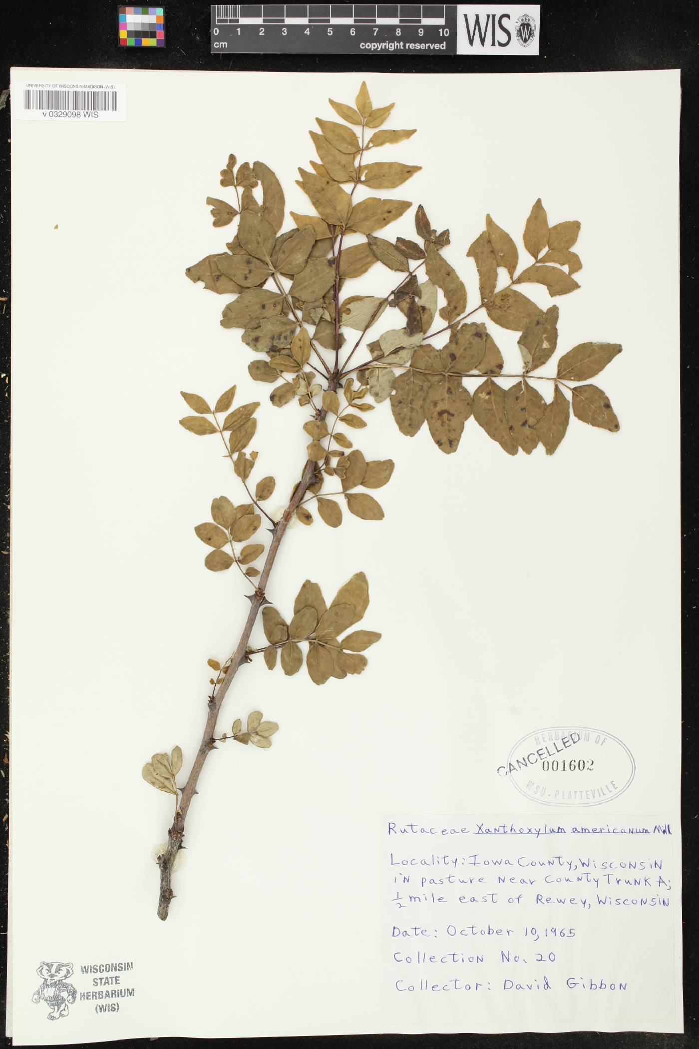 Zanthoxylum americanum image