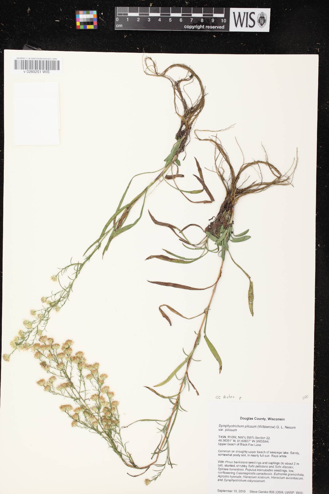 Symphyotrichum pilosum image