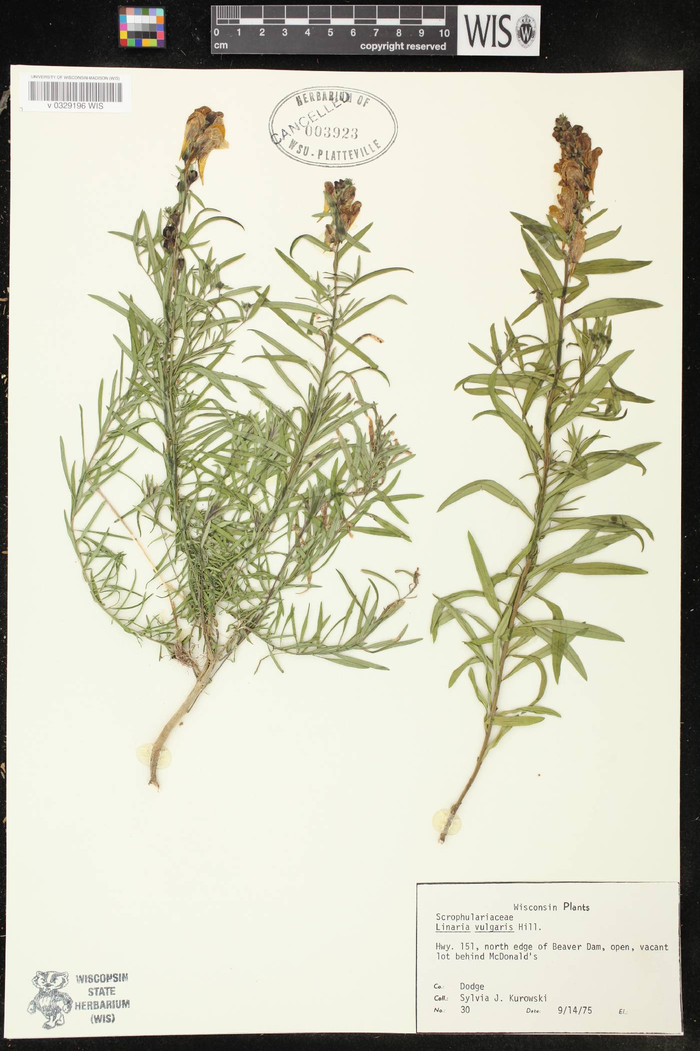 Linaria vulgaris image