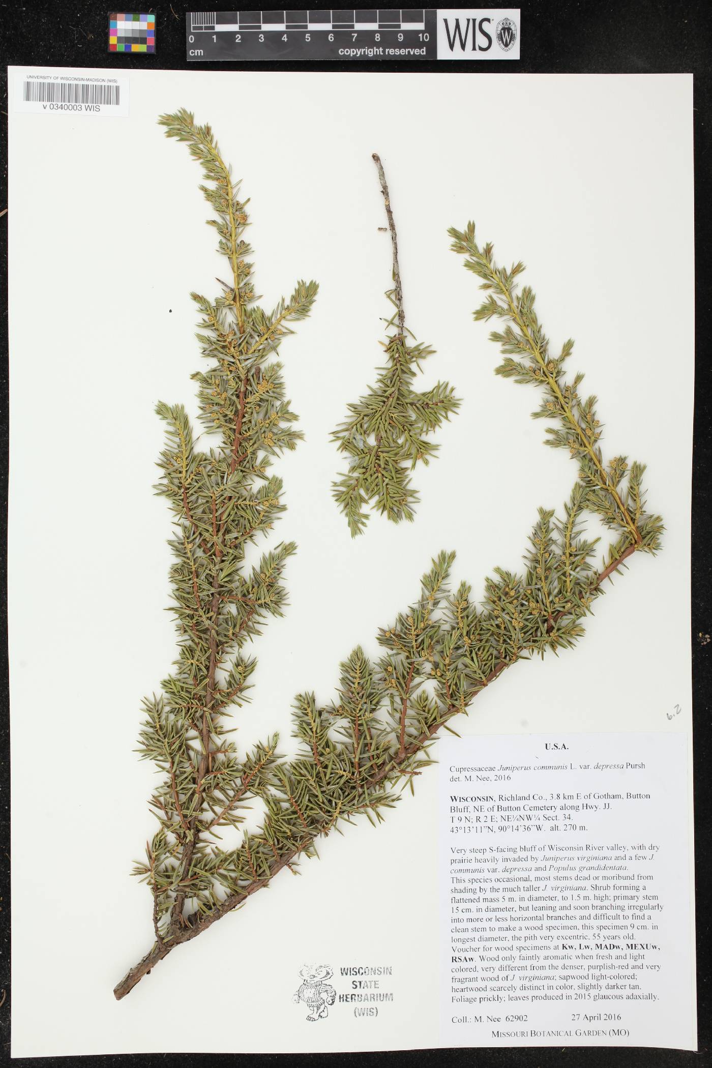 Juniperus communis image