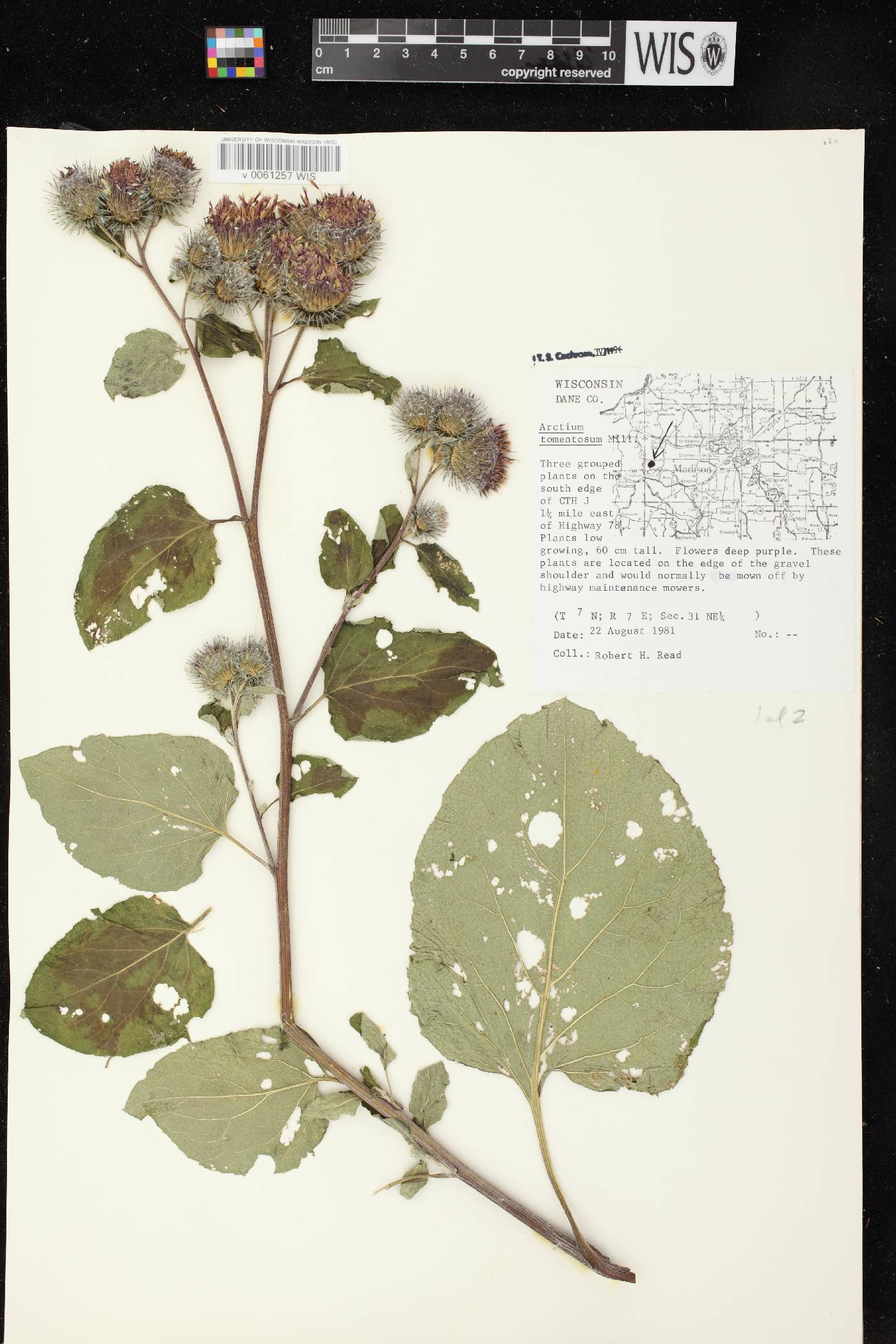 Arctium tomentosum image