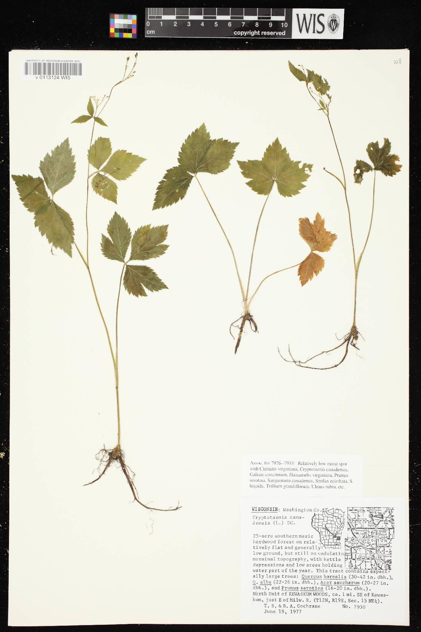 Cryptotaenia canadensis image