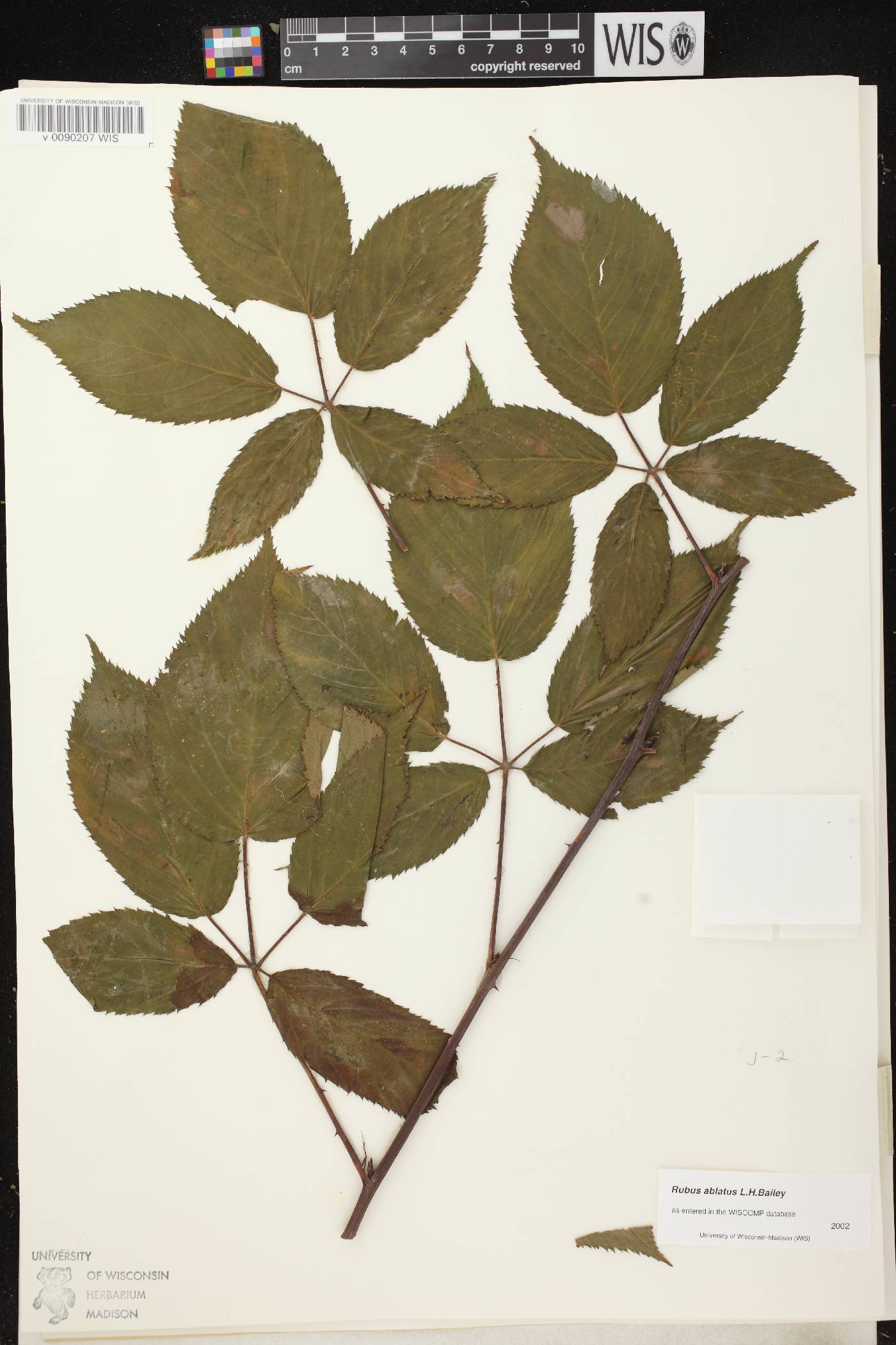 Rubus pensilvanicus image