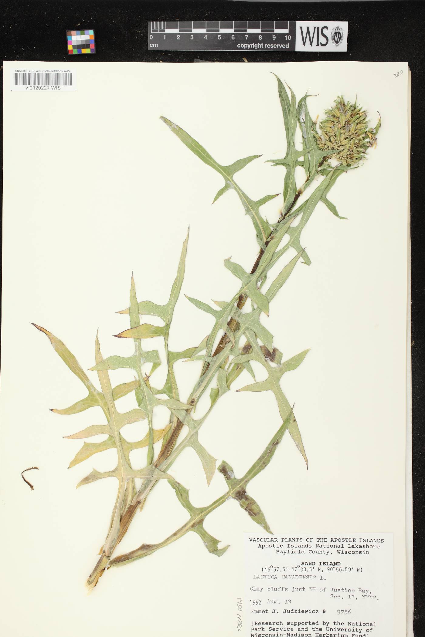 Lactuca canadensis image