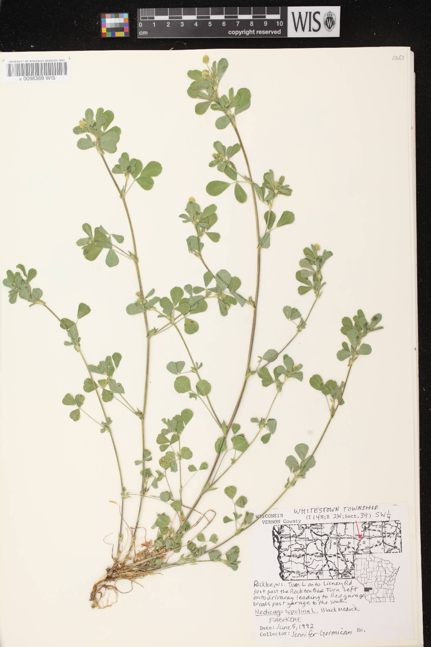 Medicago lupulina image