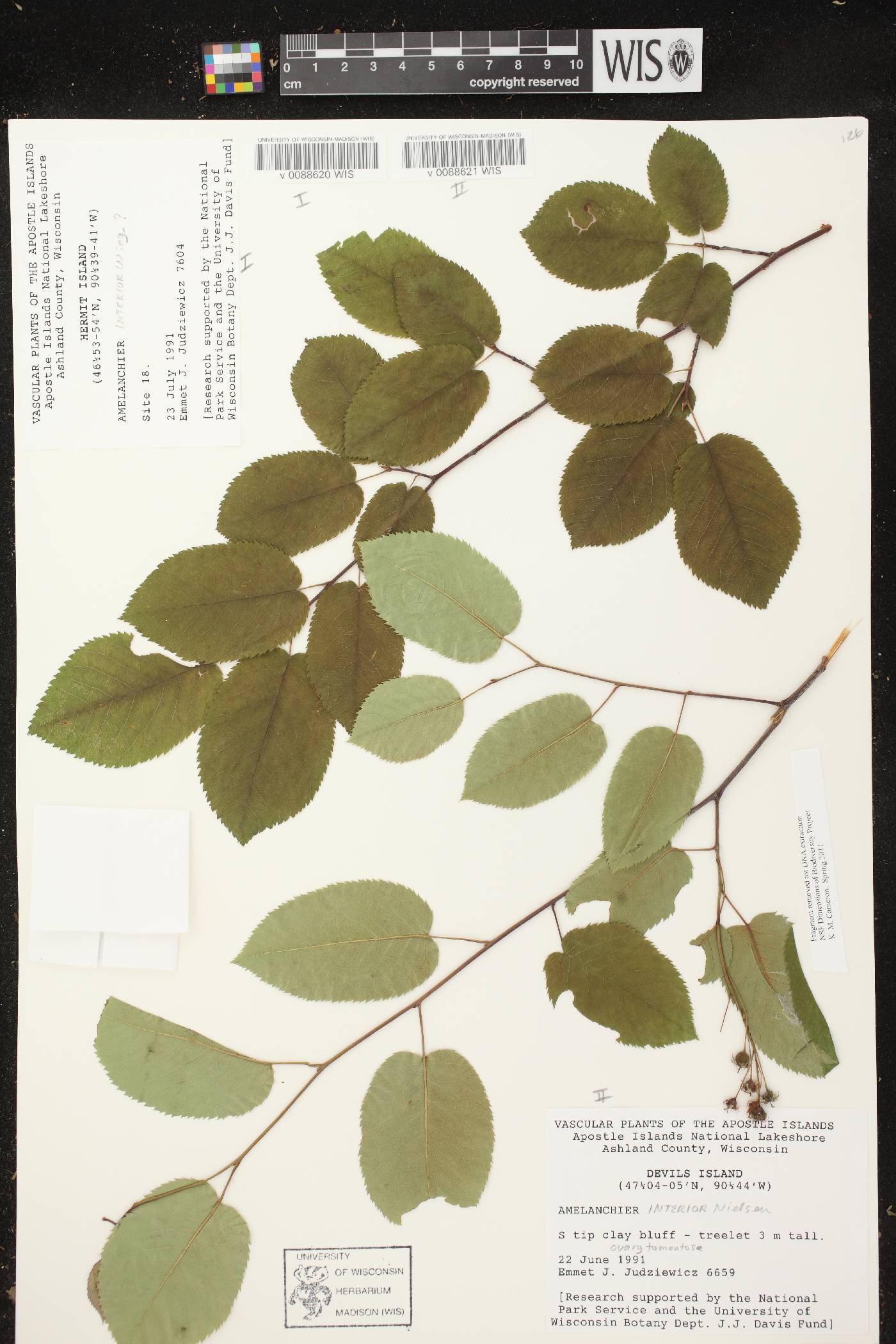 Amelanchier interior image
