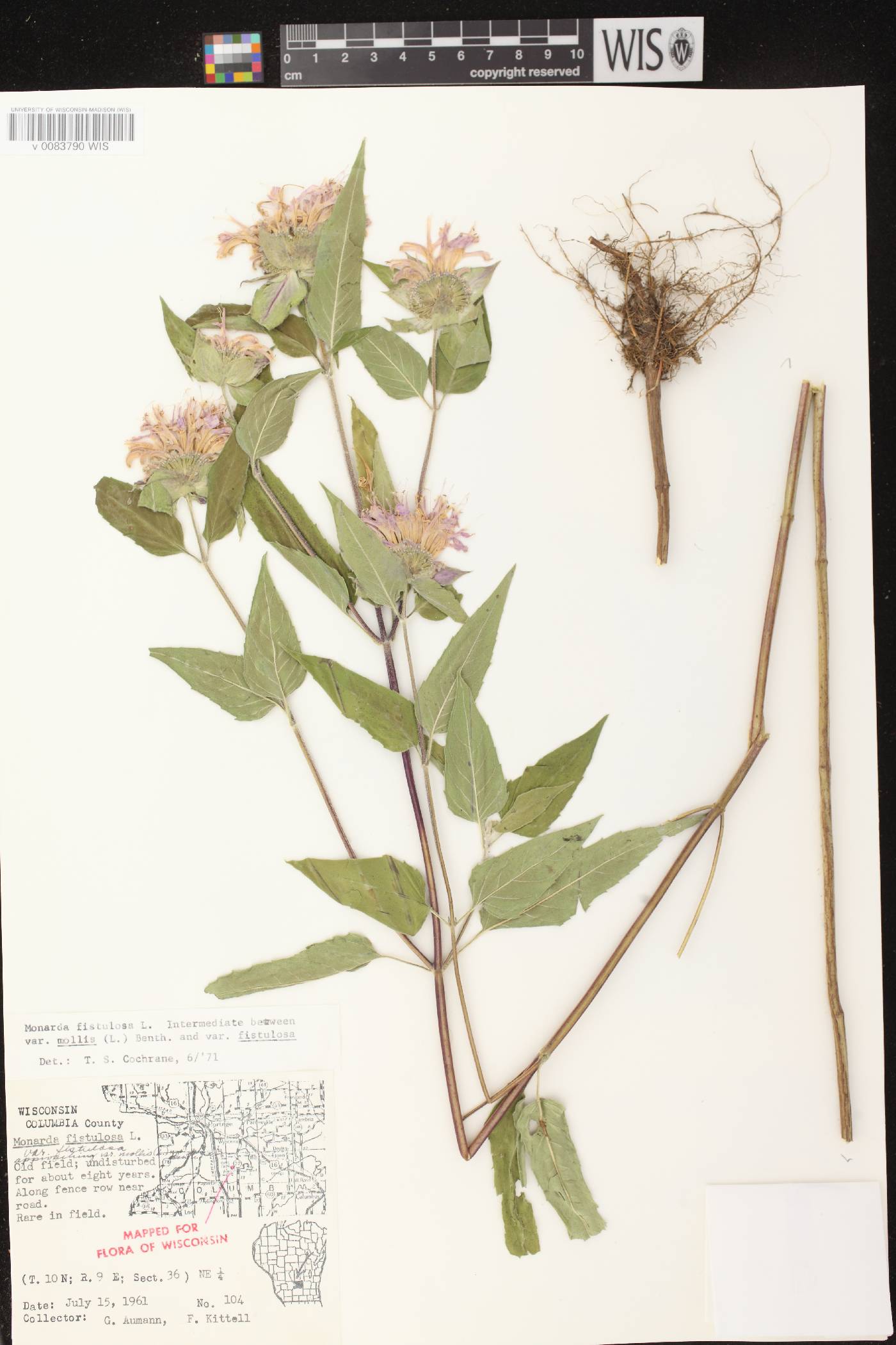 Monarda fistulosa image