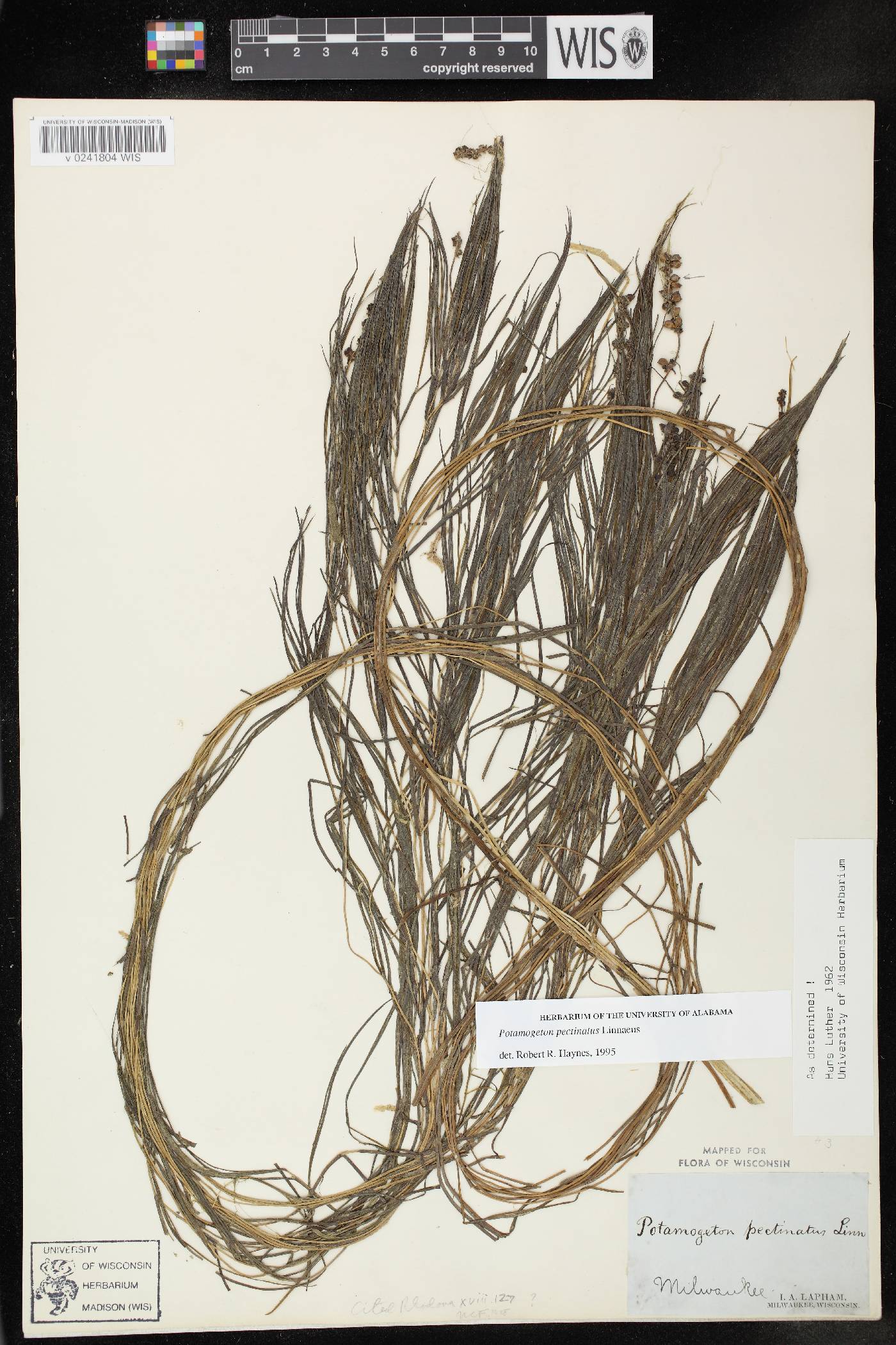 Stuckenia pectinata image