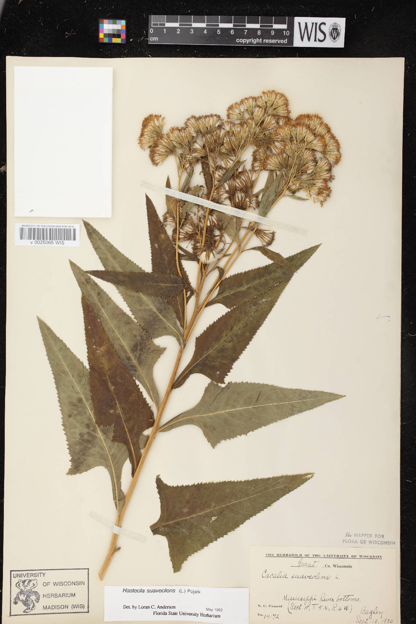 Hasteola suaveolens image