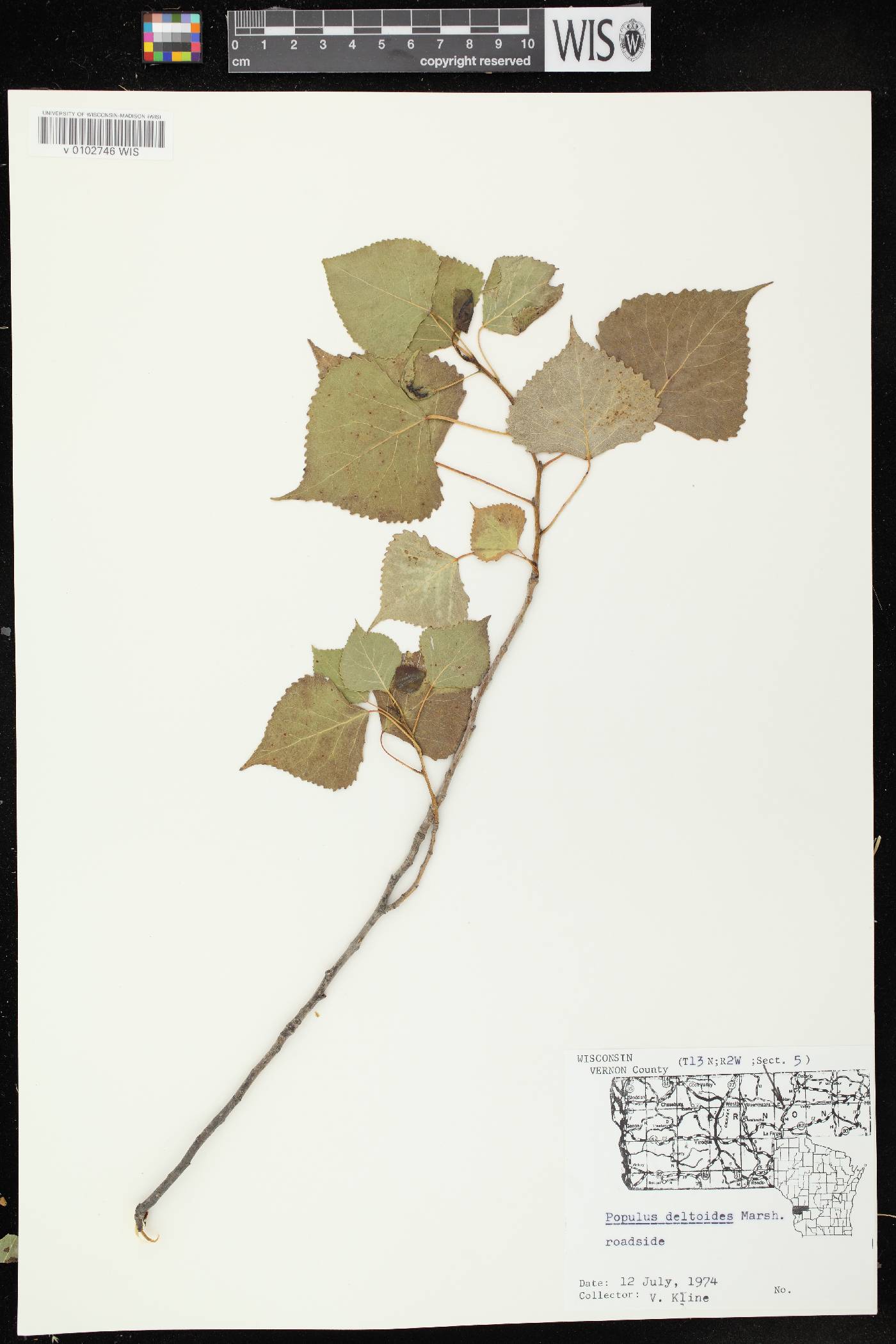 Populus deltoides subsp. monilifera image