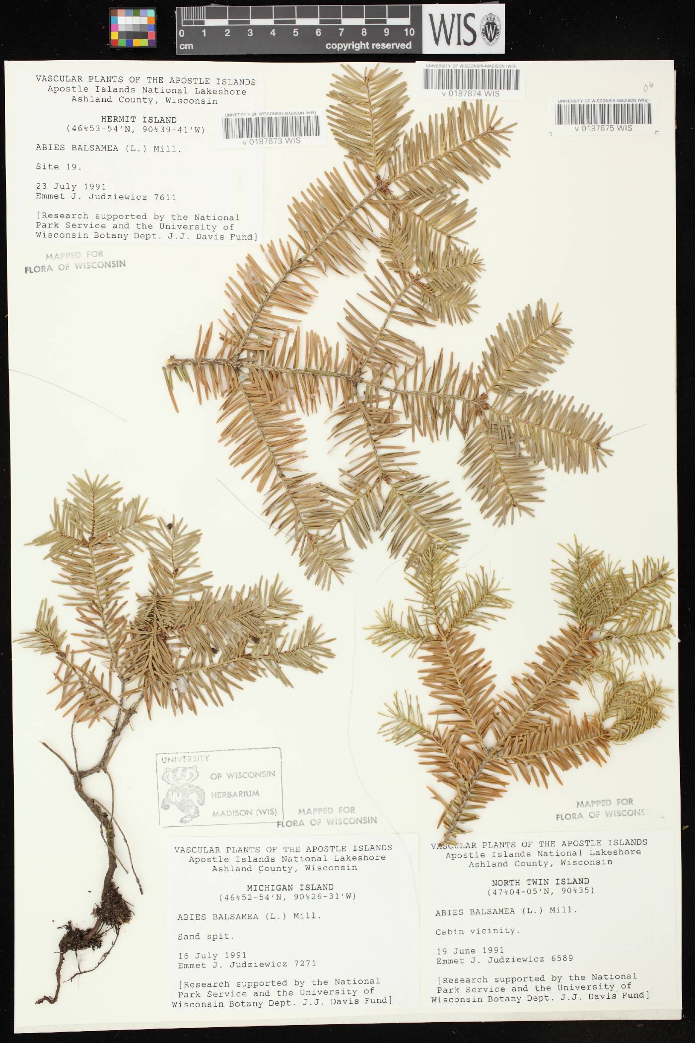 Abies balsamea image