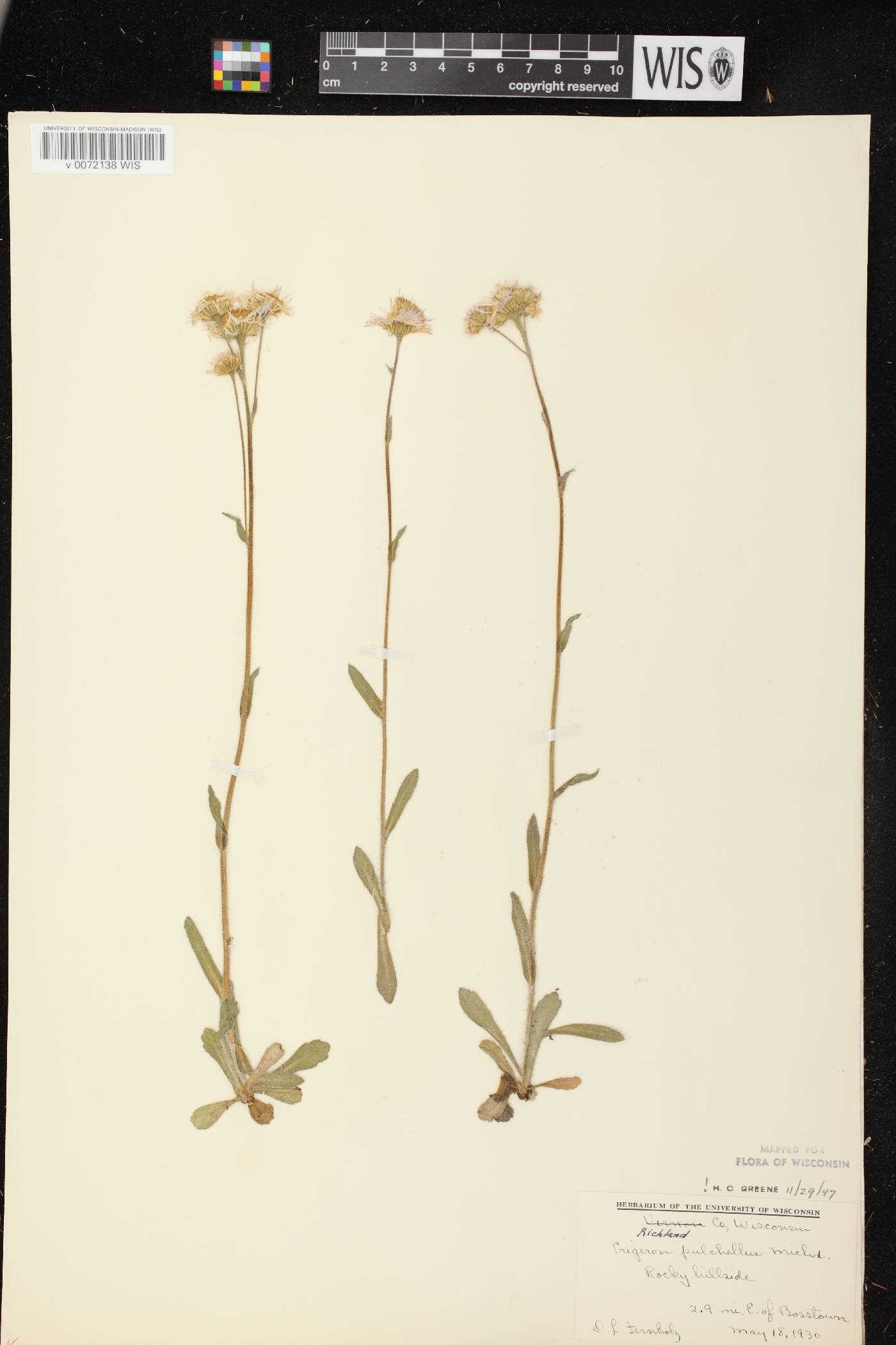 Erigeron pulchellus image