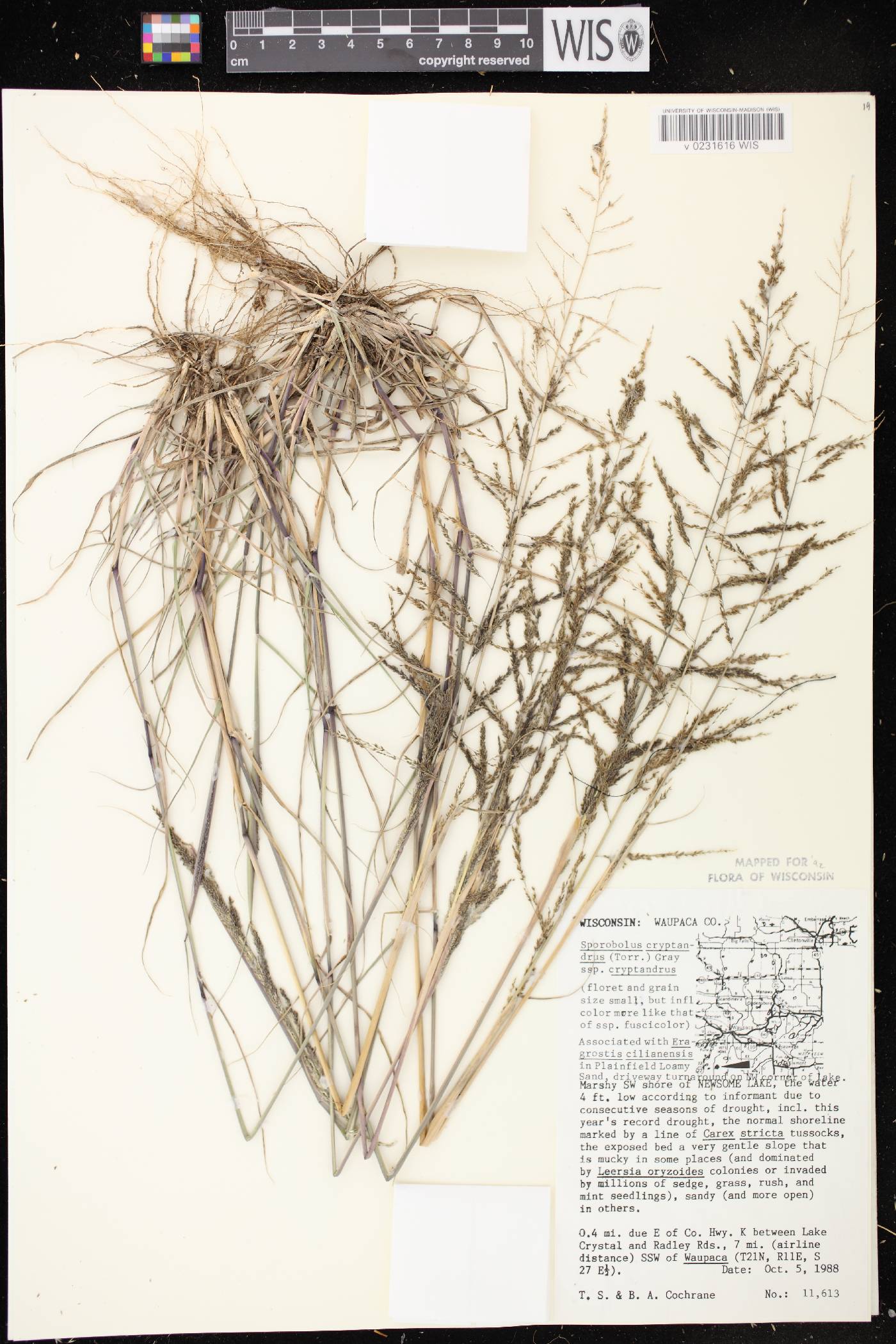 Sporobolus cryptandrus image