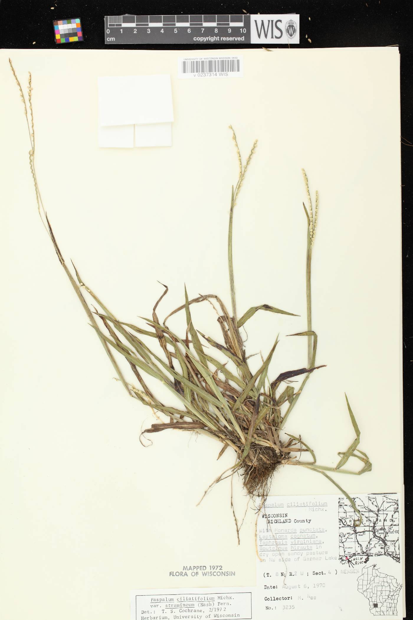 Paspalum setaceum var. stramineum image
