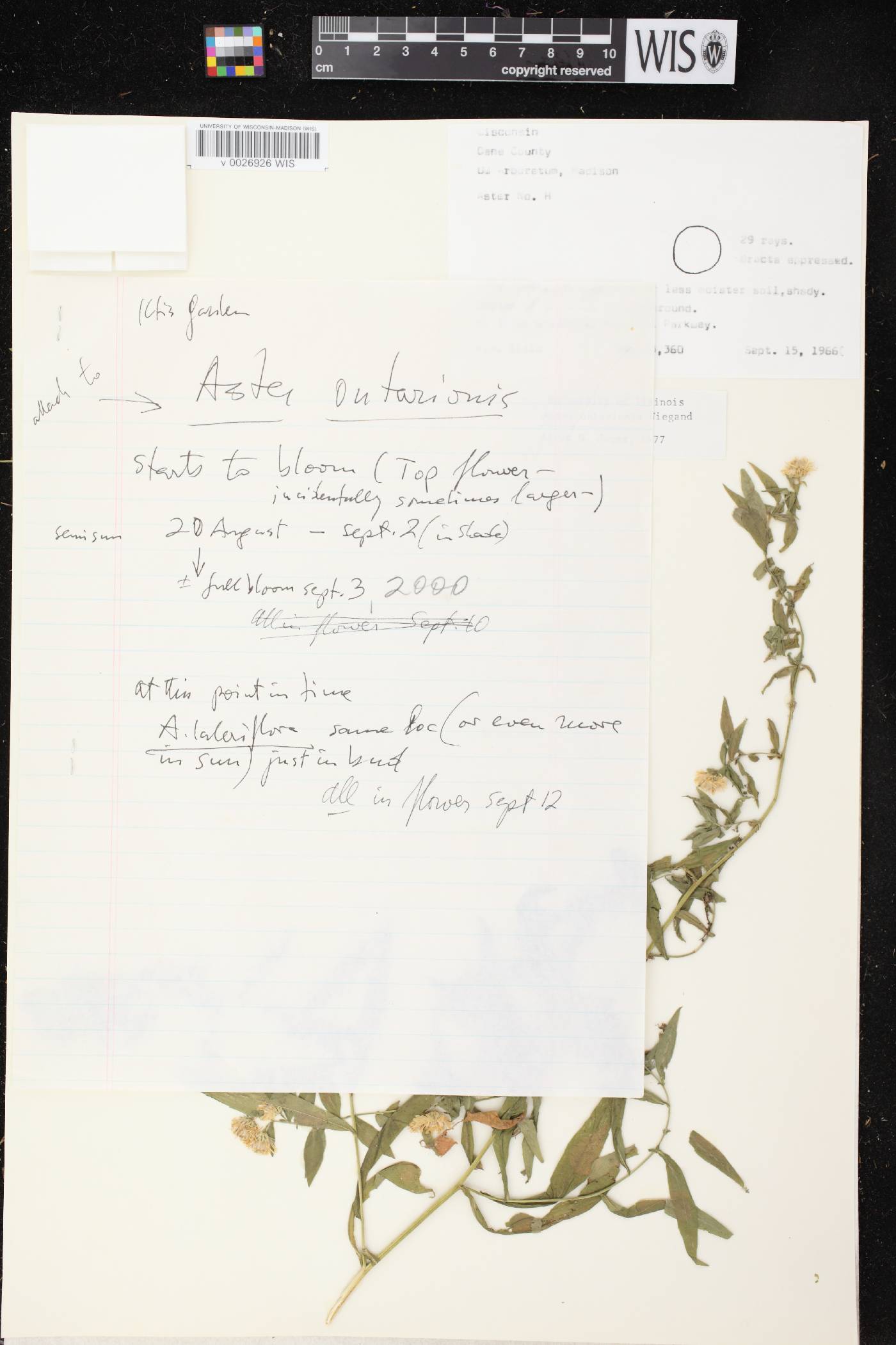 Symphyotrichum ontarionis image