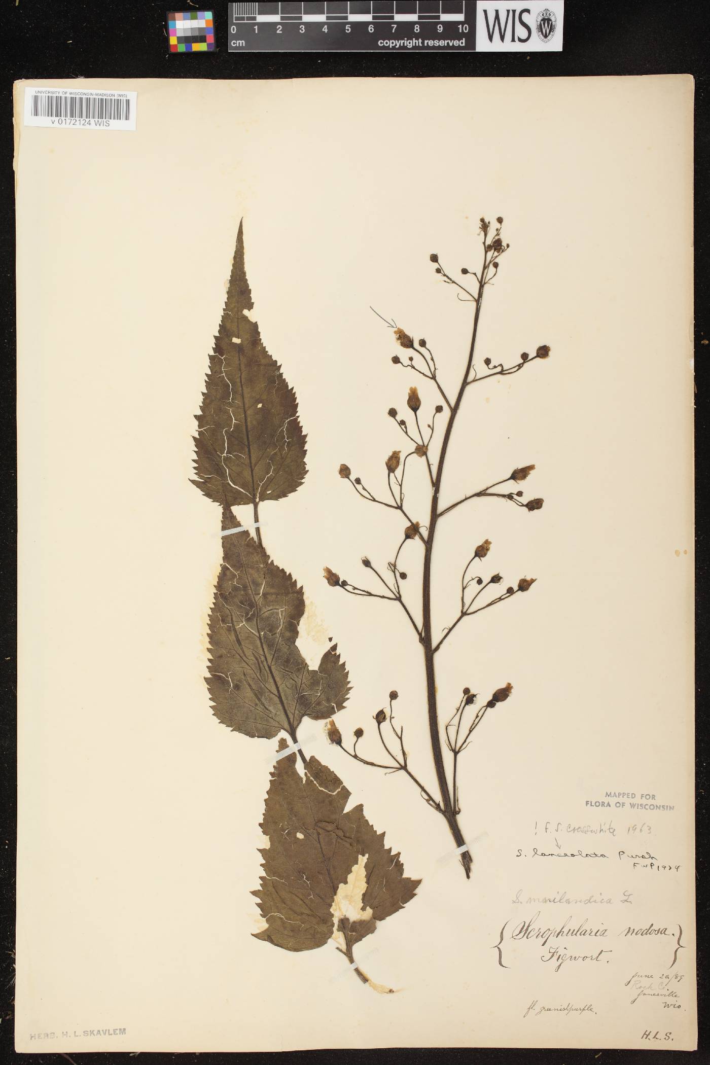 Scrophularia lanceolata image