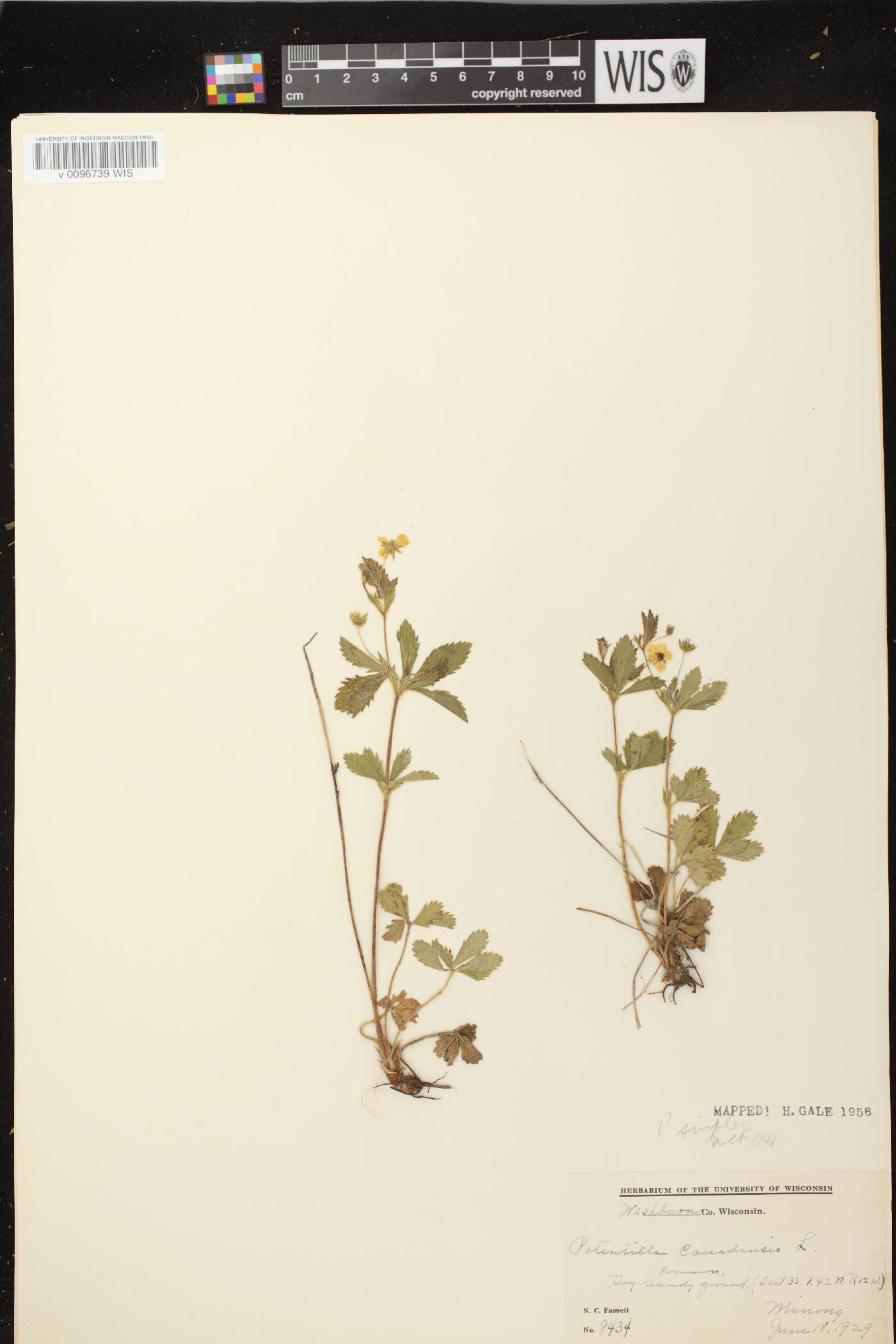 Potentilla simplex image